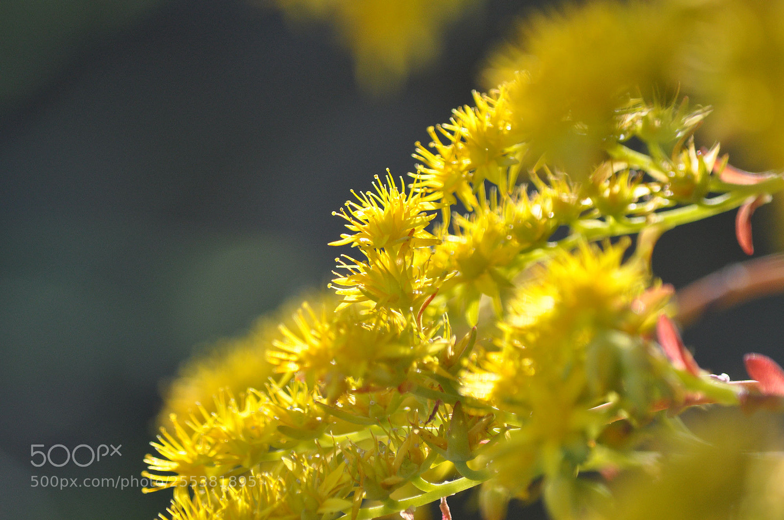 Nikon D90 sample photo. Yellow photography