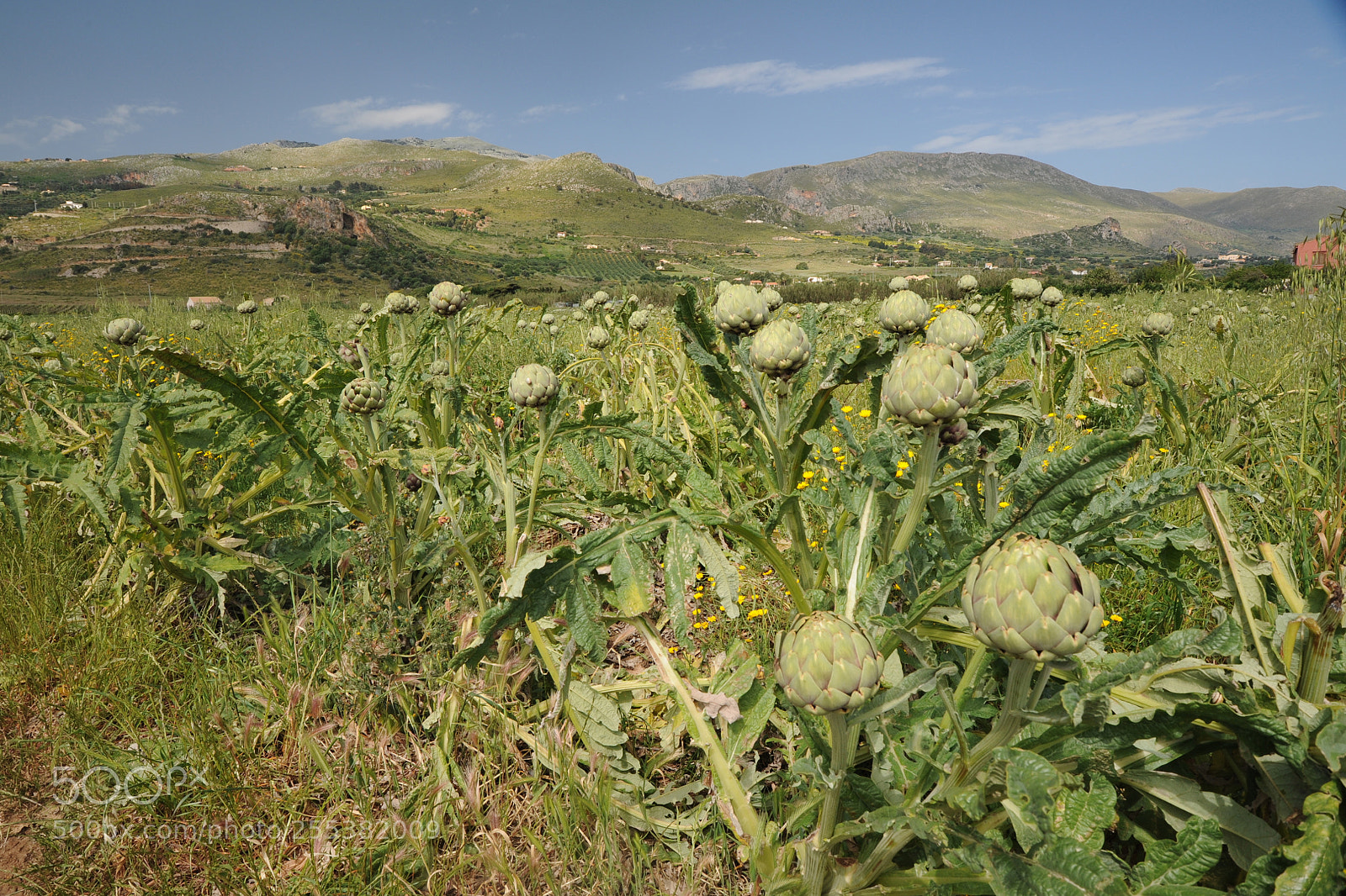 Nikon D700 sample photo. The artichoke and the photography