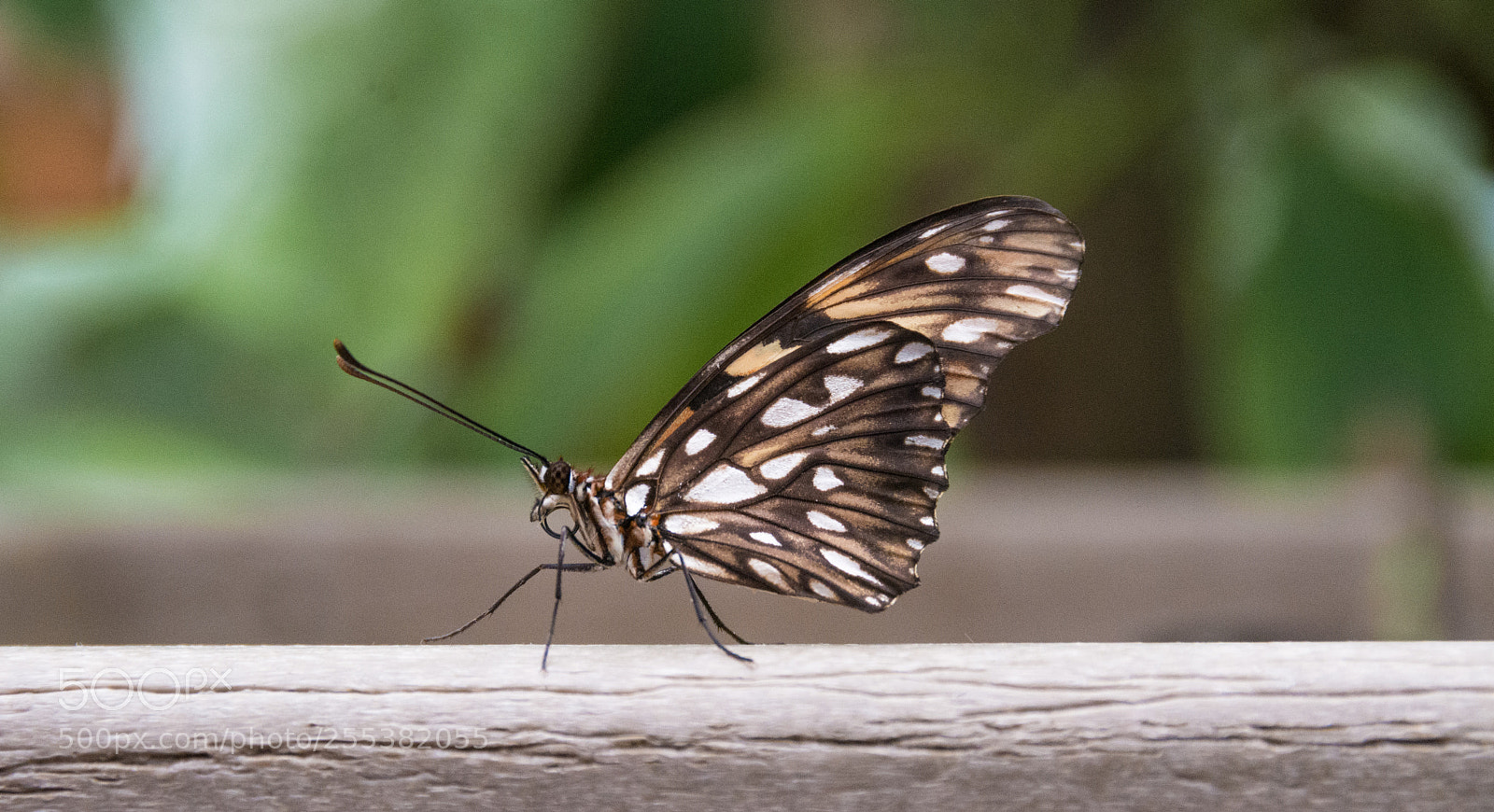 Nikon D7100 sample photo. Going for a walk photography