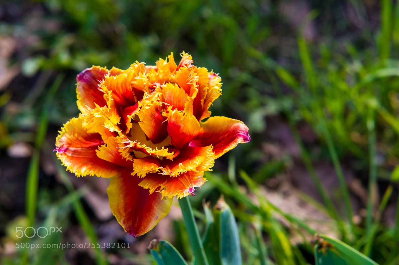 Canon EOS 80D sample photo. Mg photography