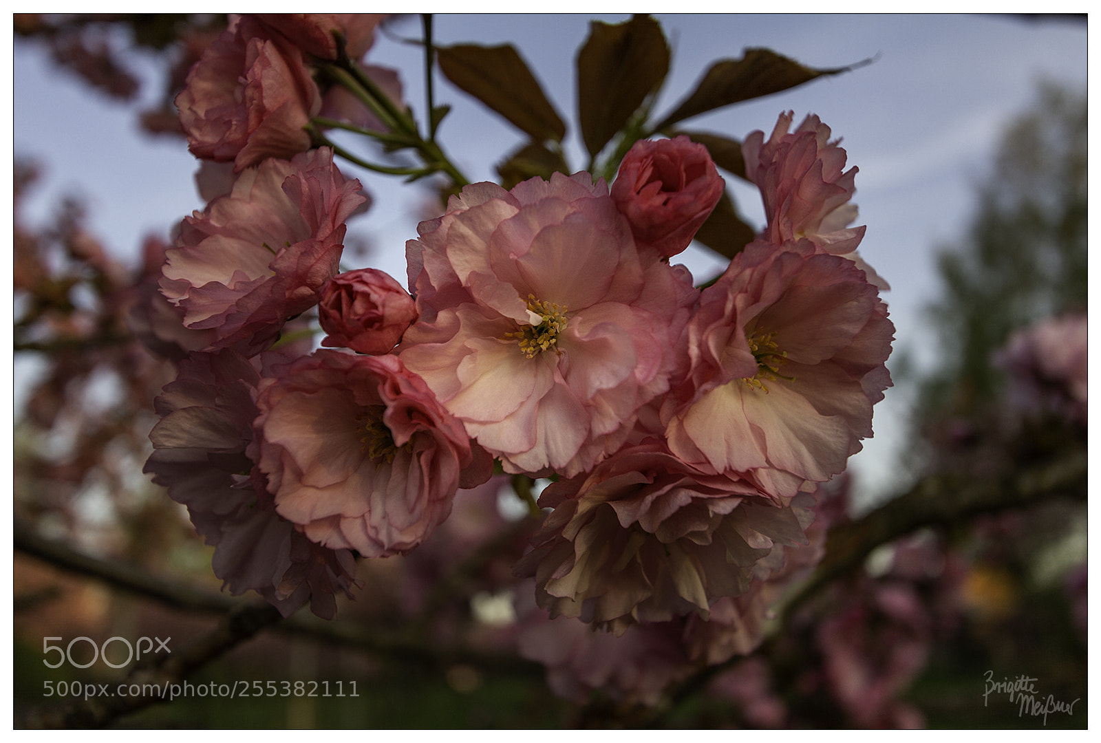 Canon EOS 60D sample photo. Sakura photography