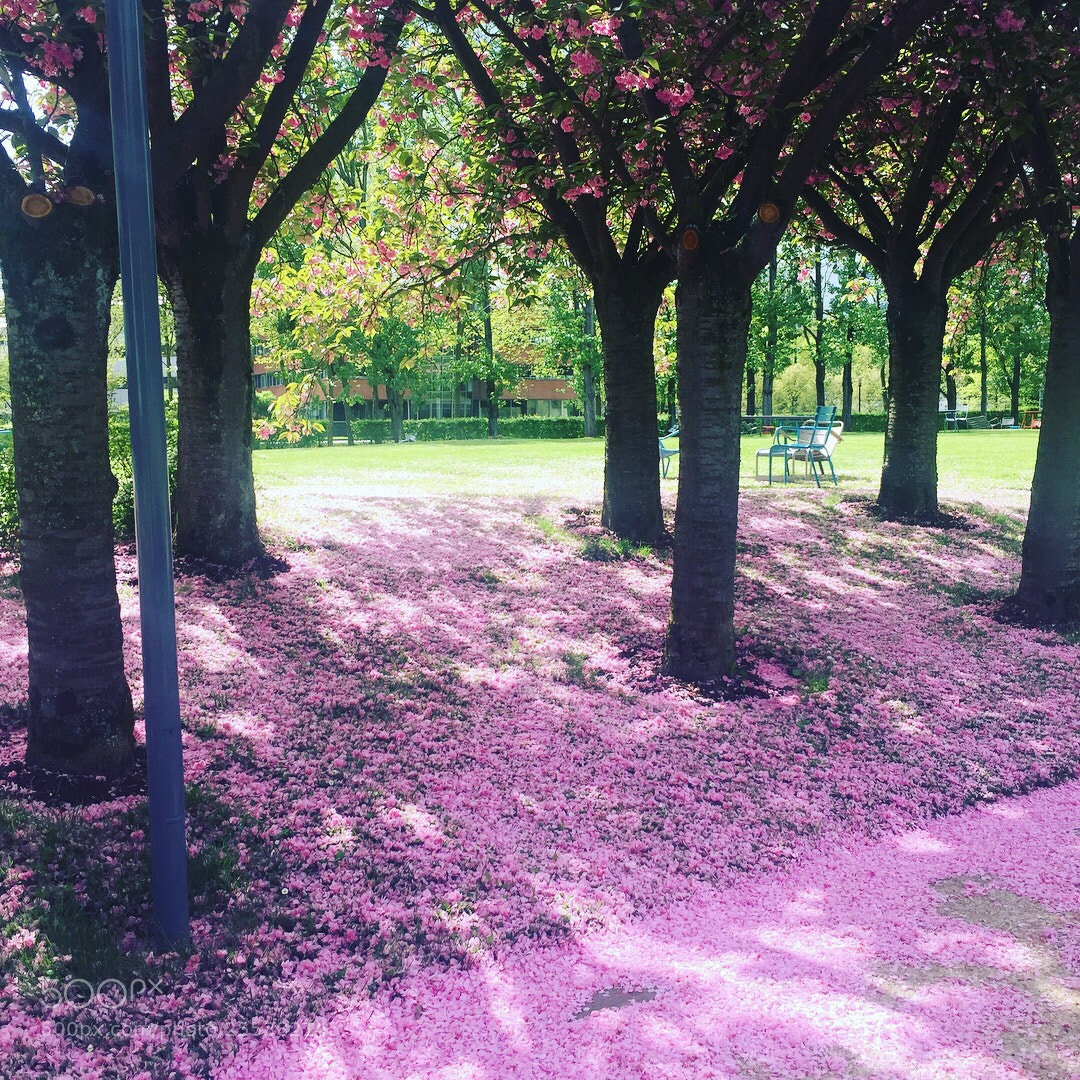 Apple iPhone 6 sample photo. Untitled photography