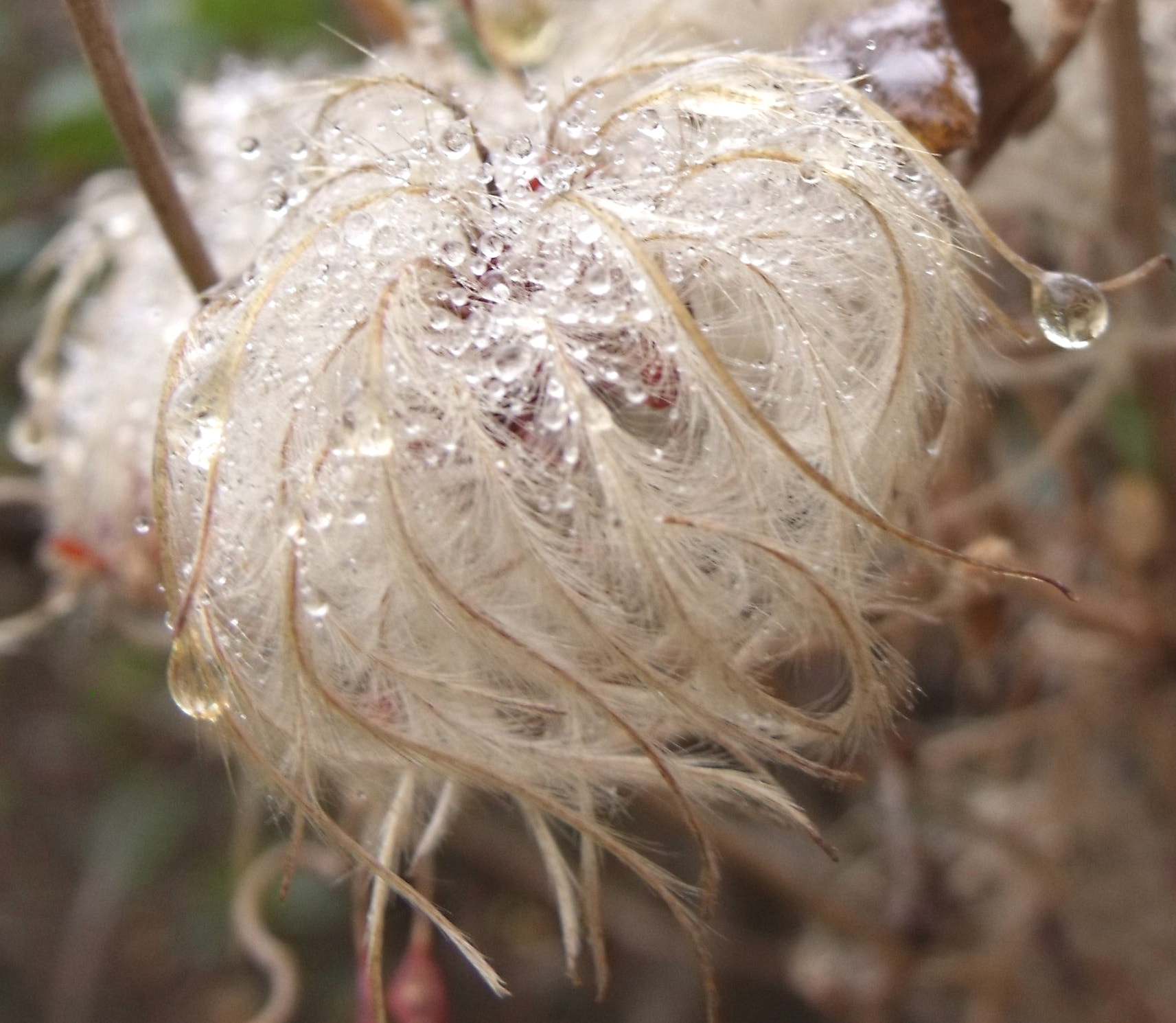 Fujifilm FinePix S1500 sample photo. Wet fuzzy thing photography