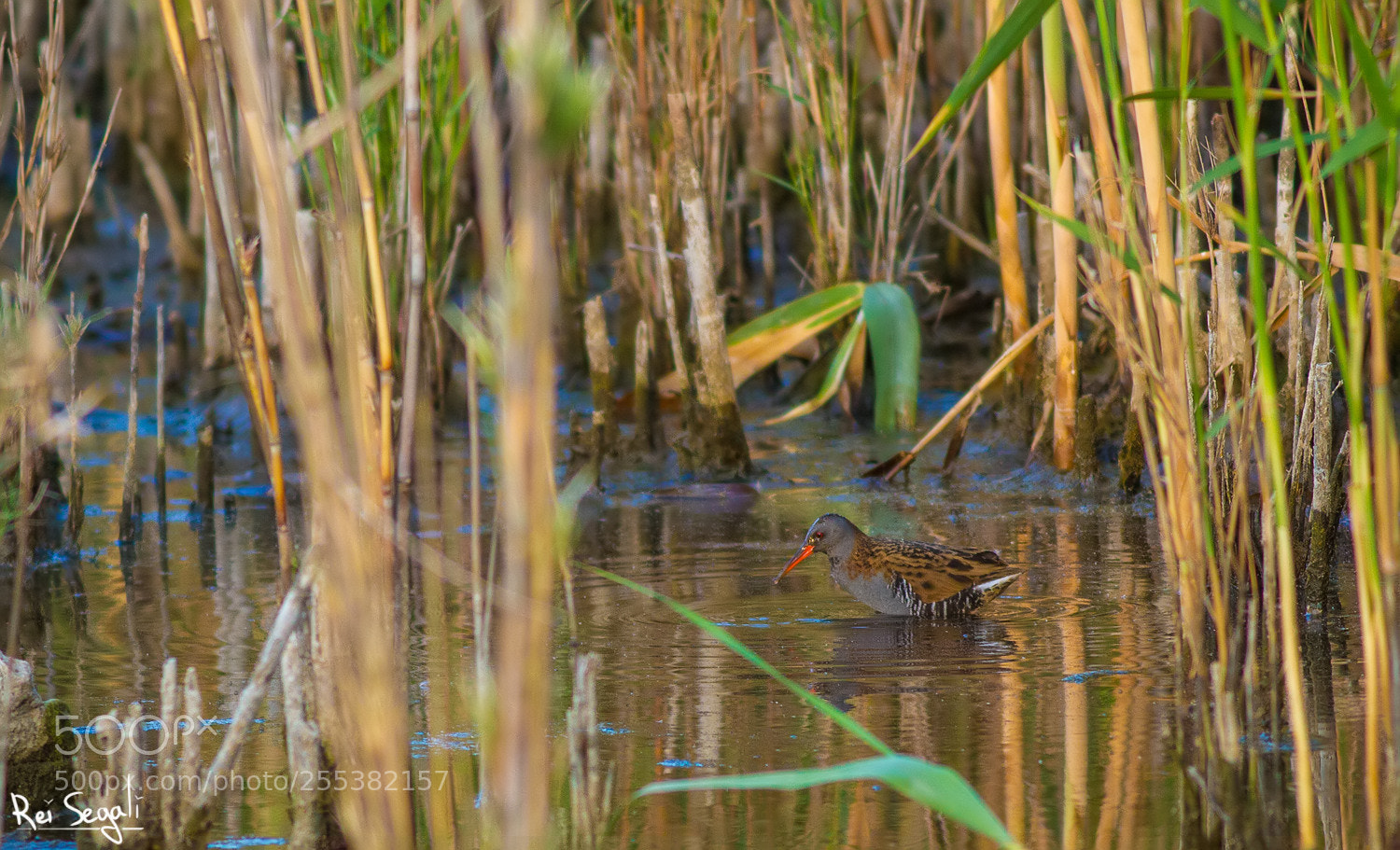 Canon EOS 7D sample photo. Water rail photography