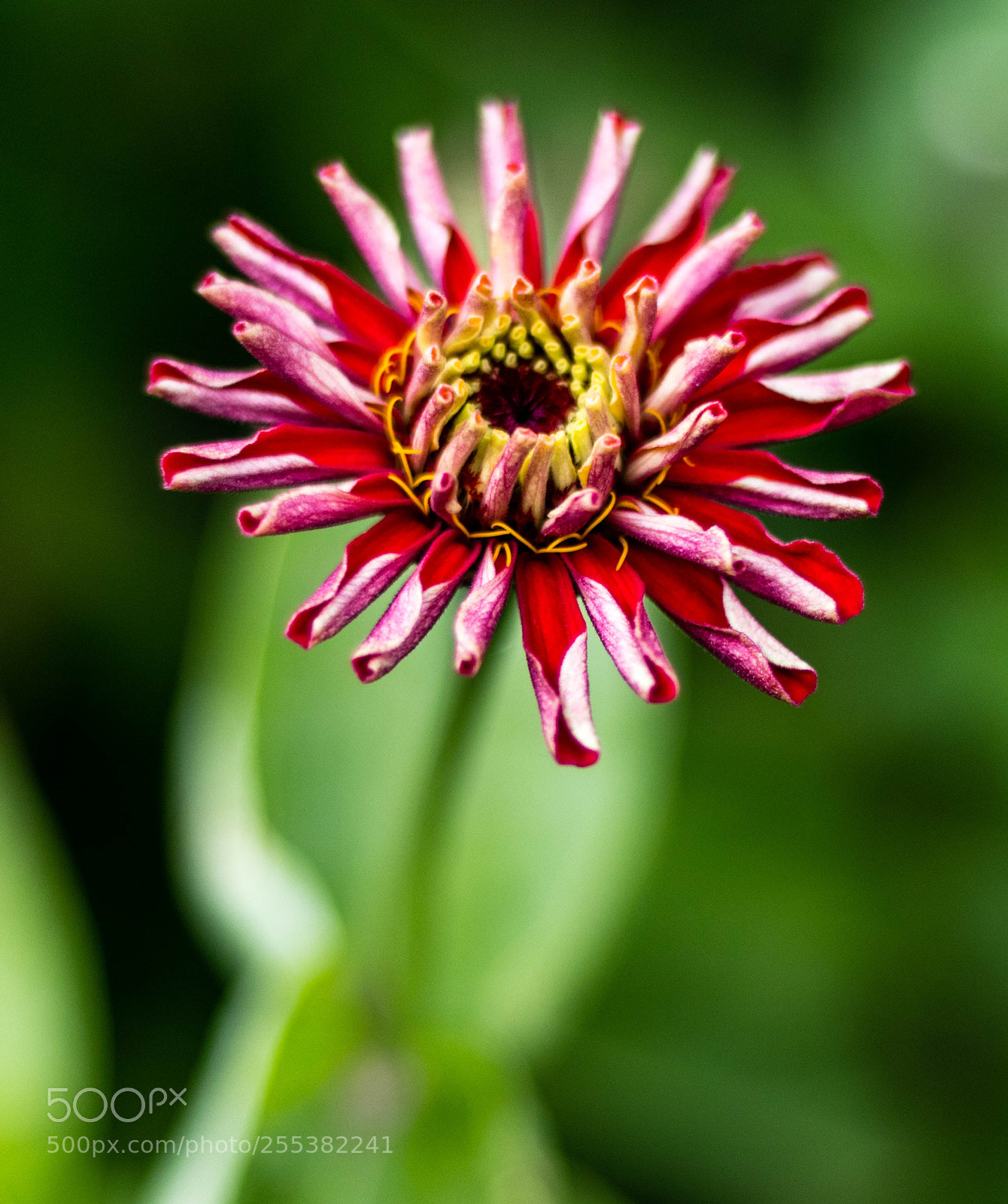 Canon EOS 80D sample photo. Beauty photography
