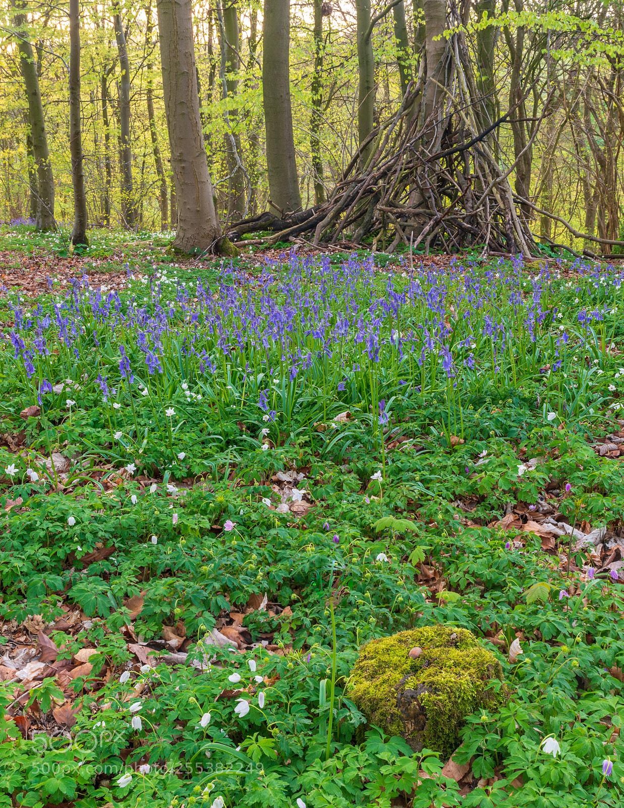 Nikon D800 sample photo. In bloom photography