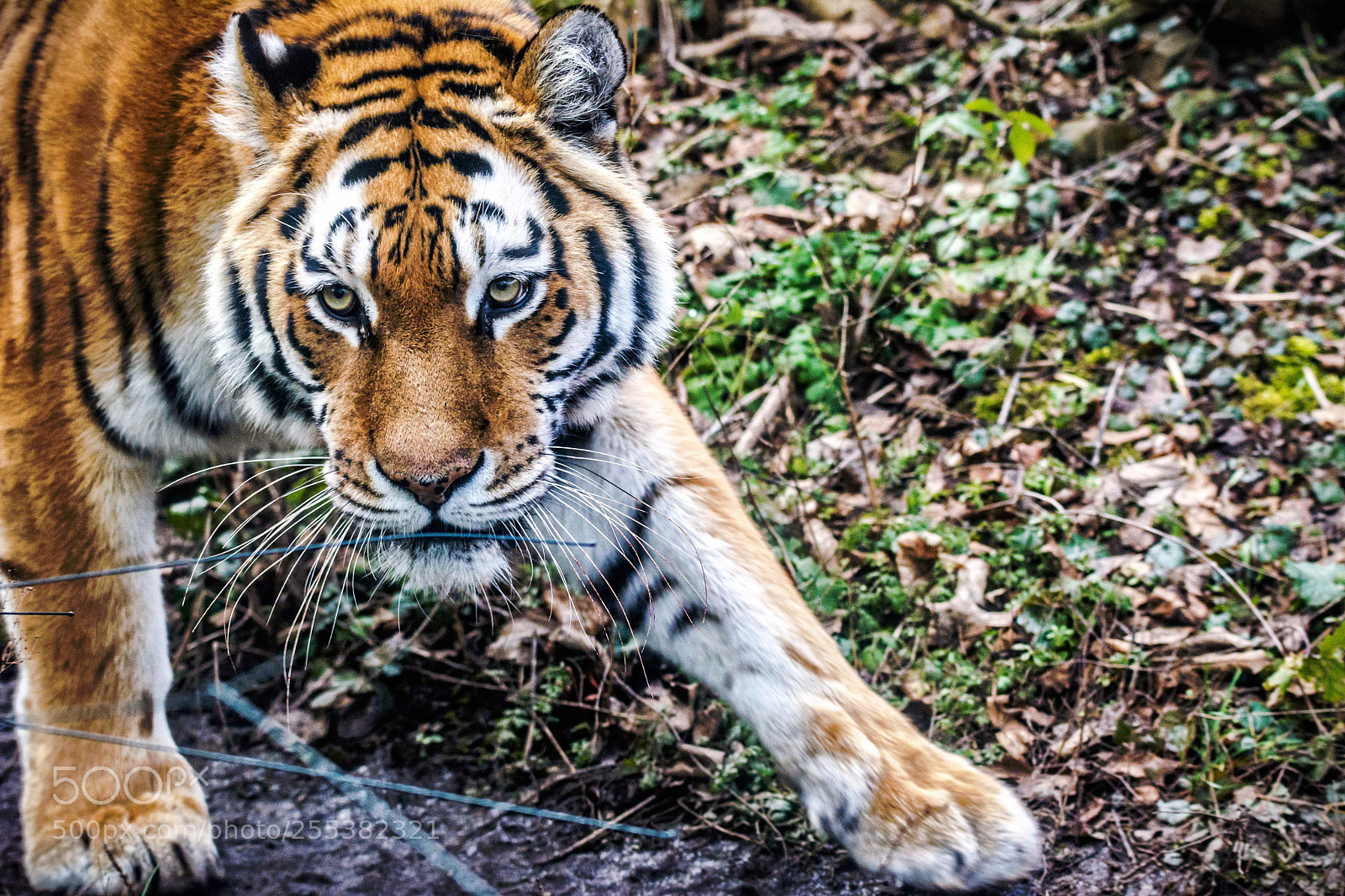 Nikon D7100 sample photo. Tiger in ambush photography