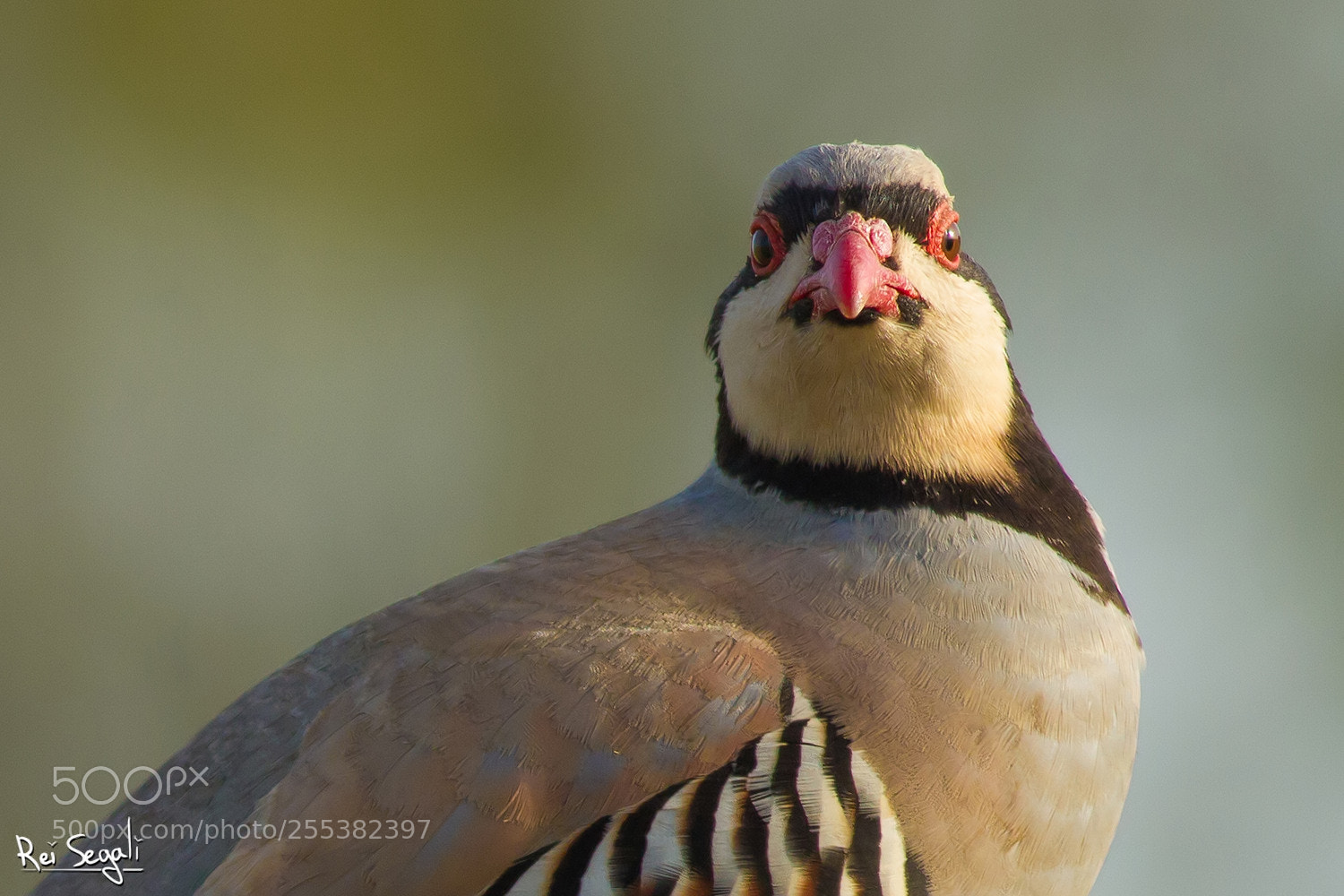 Canon EOS 7D sample photo. Chukar photography