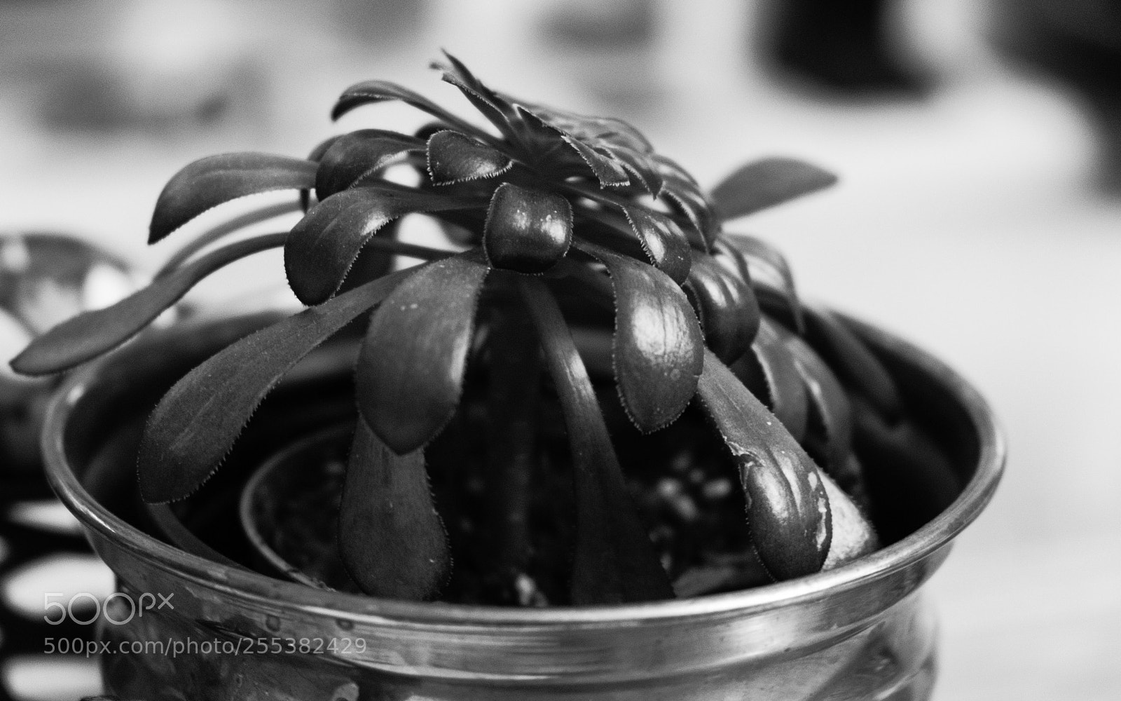Fujifilm X-E3 sample photo. B w brass potted photography