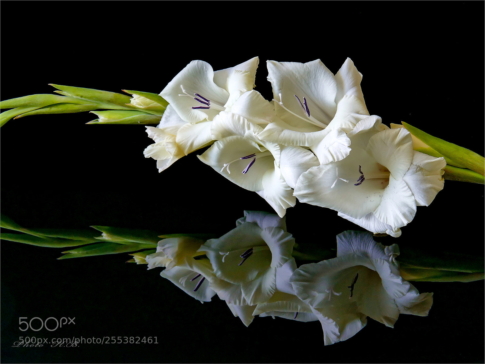 Panasonic Lumix DMC-FZ1000 sample photo. Gladiolus photography
