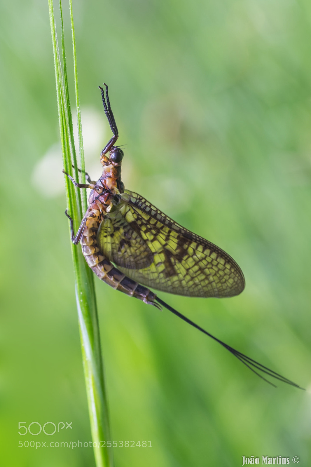 Fujifilm X-T1 sample photo. Ephemeroptera photography
