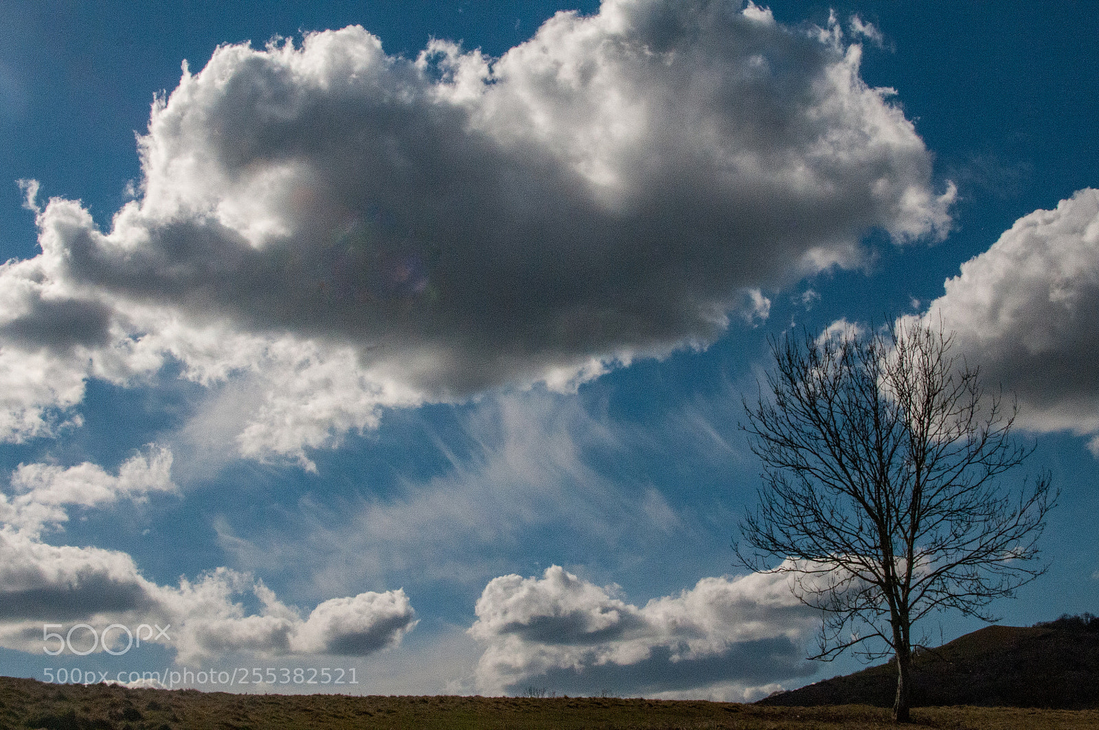 Nikon D300 sample photo. Tree with clouds photography