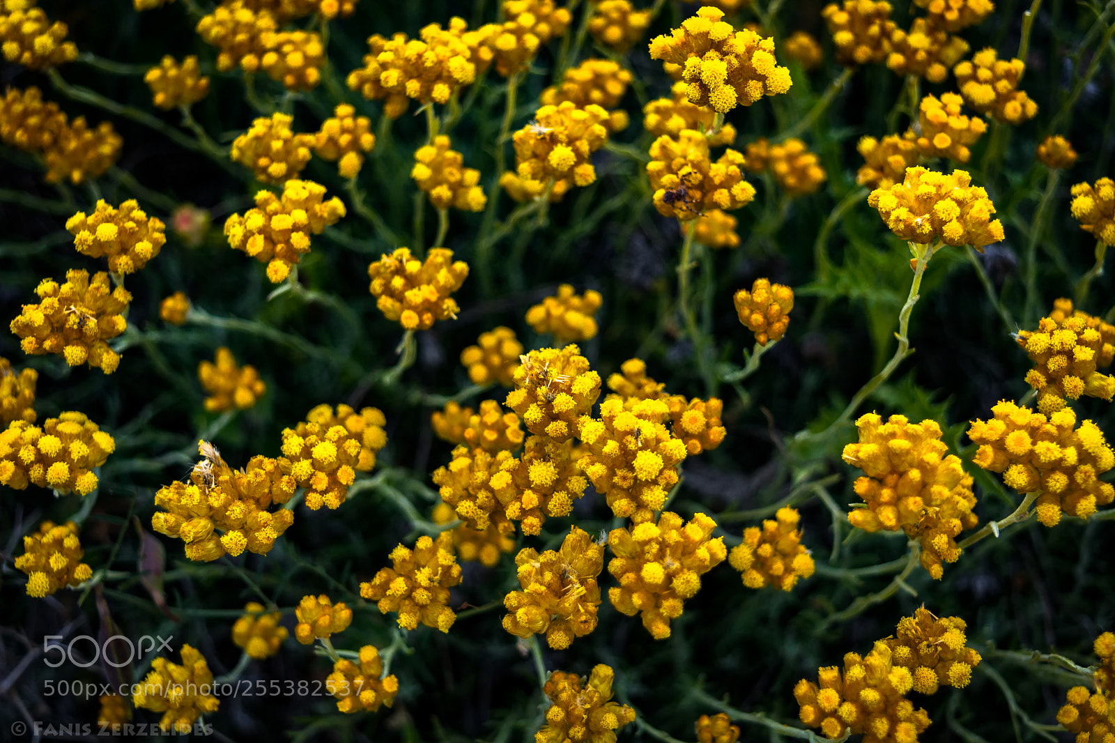 Nikon D5200 sample photo. Helichrysum thianshanicum photography