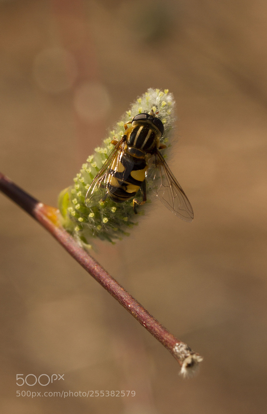 Canon EOS 7D sample photo. Spring photography