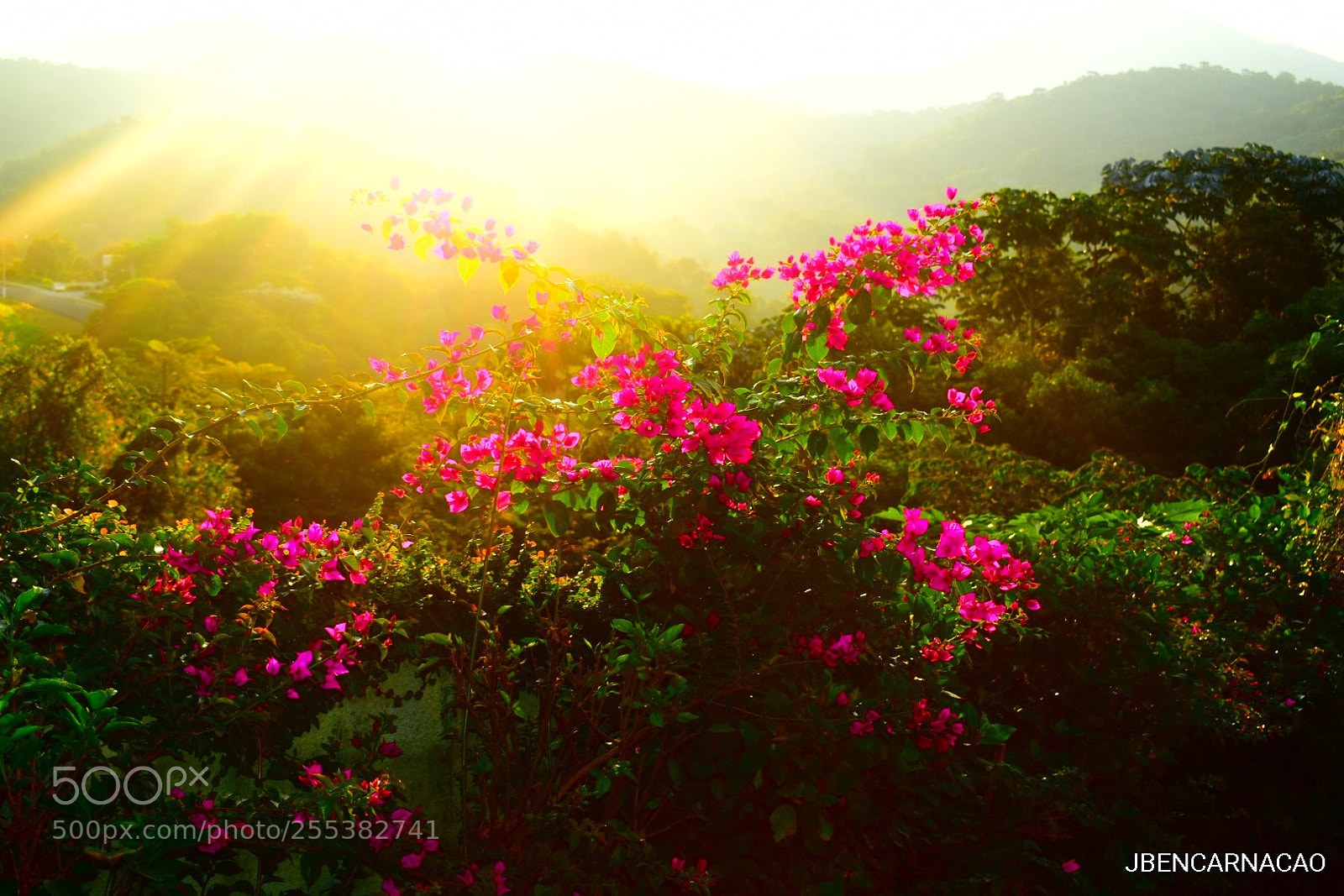 Nikon D5600 sample photo. Primavera photography