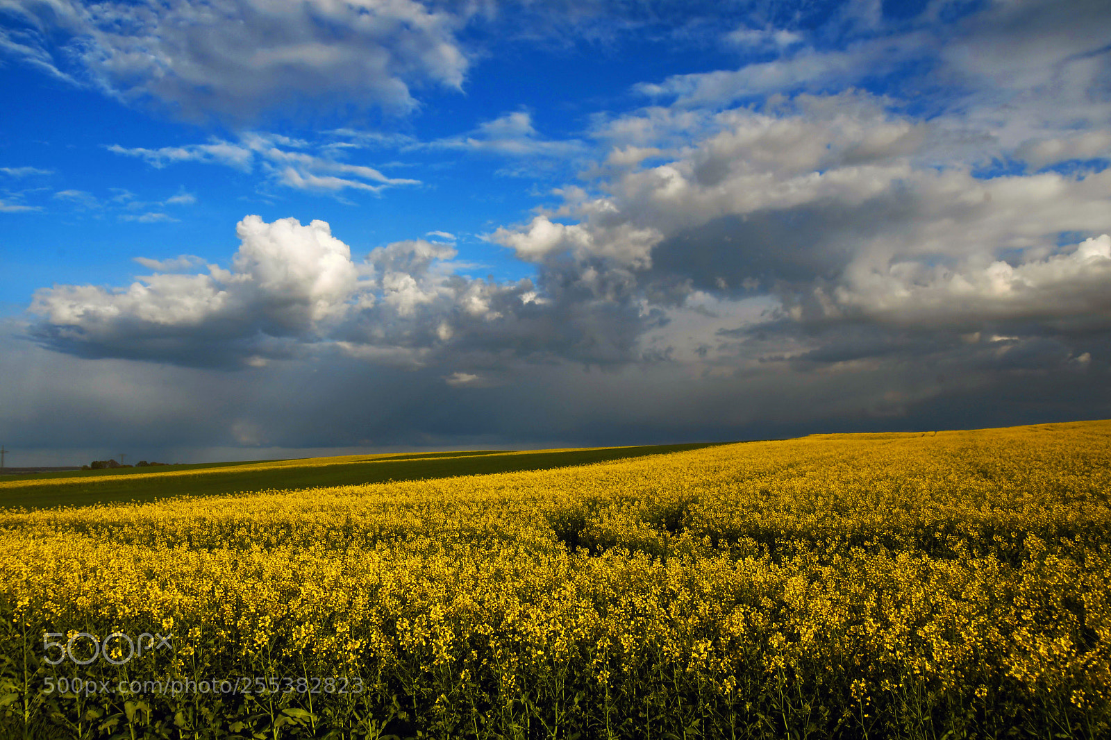 Nikon D500 sample photo. ...one day in april... photography