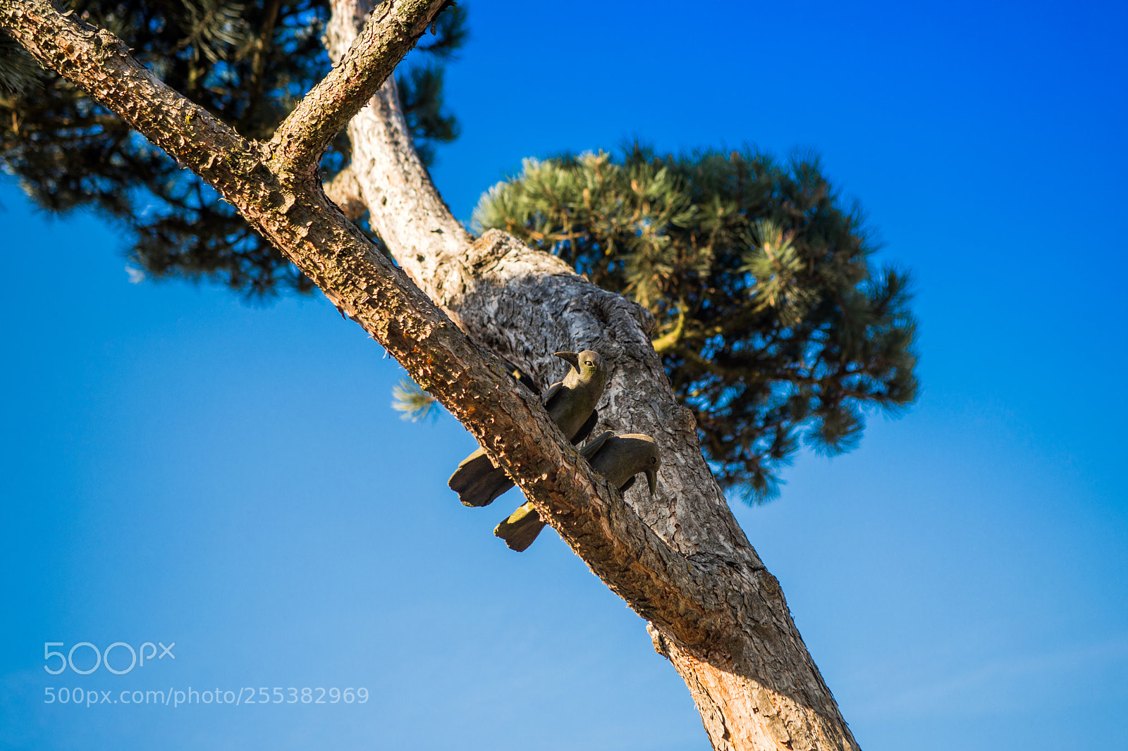 Canon EOS 5D Mark IV sample photo. Stone birds photography