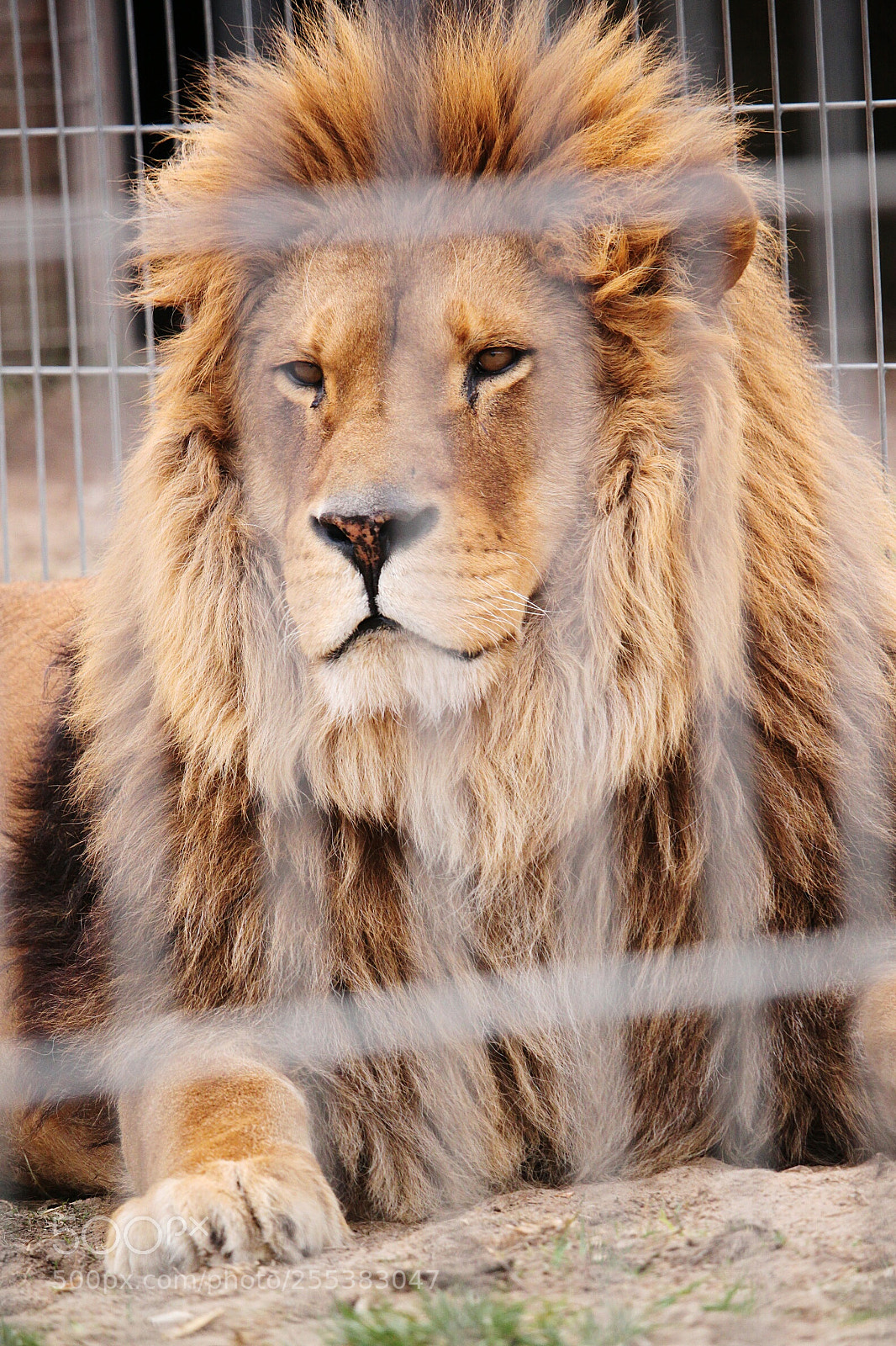 Canon EOS 500D (EOS Rebel T1i / EOS Kiss X3) sample photo. Lion photography