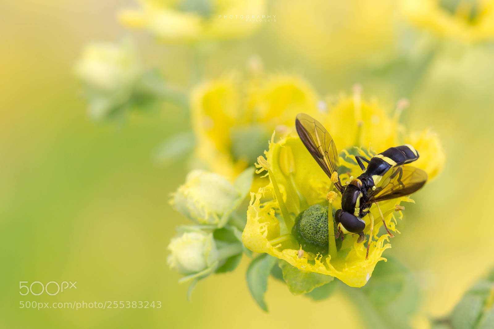 Canon EOS 60D sample photo. Smelling photography