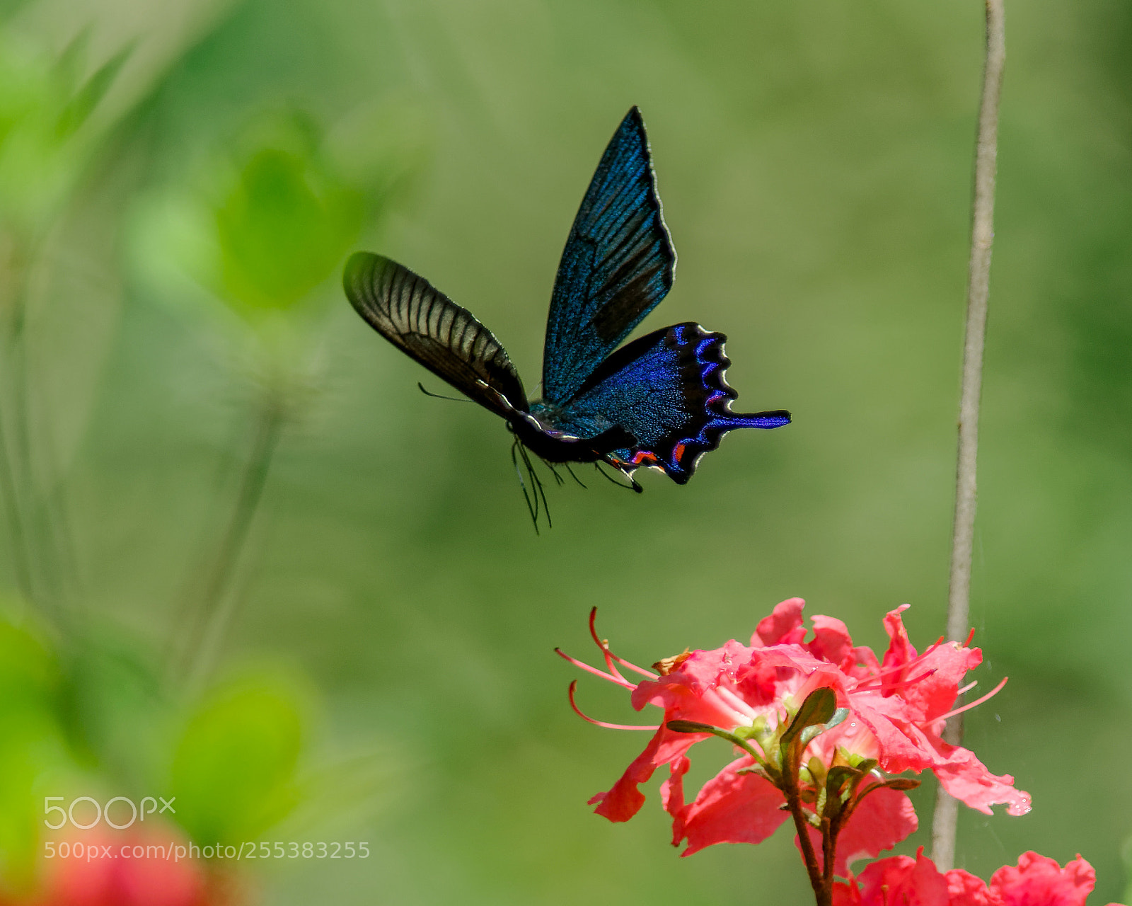 Nikon D500 sample photo. Flying photography