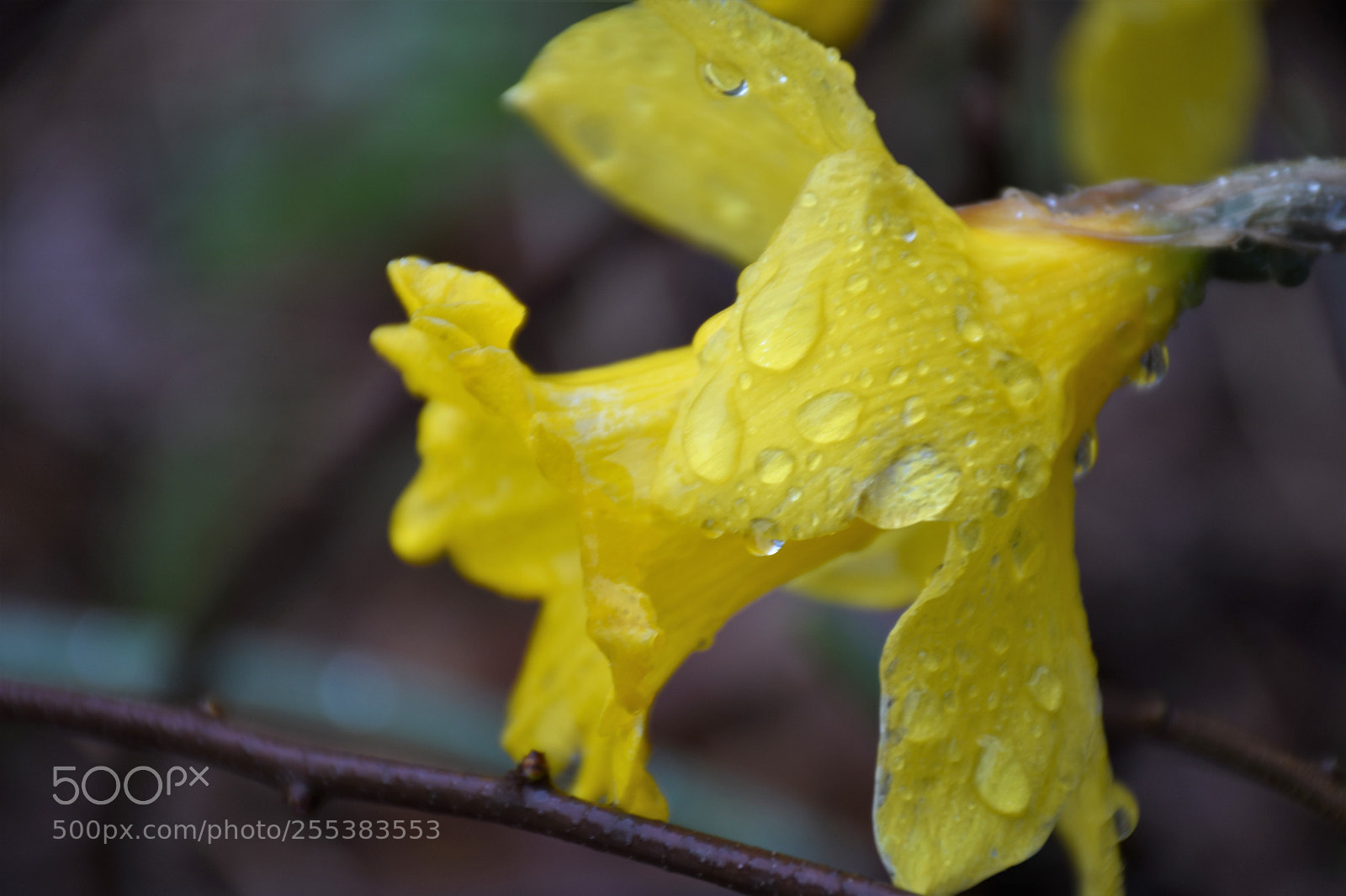 Nikon D7200 sample photo. Macro yellow flower photography