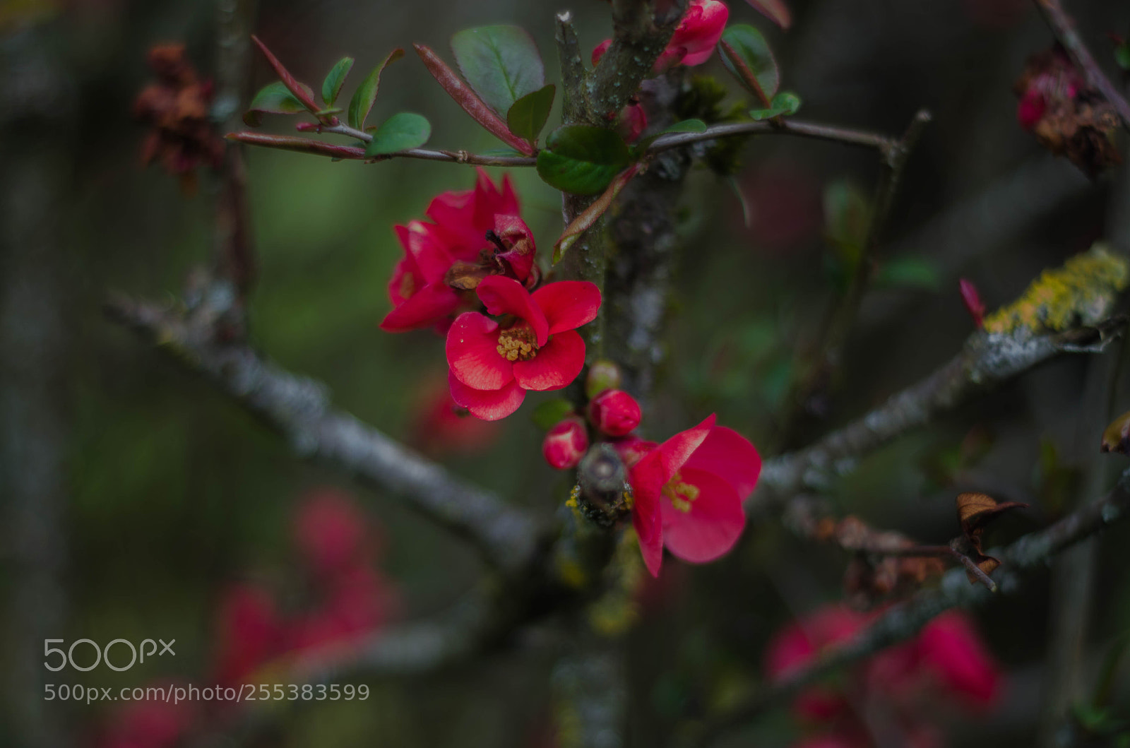 Nikon D7000 sample photo. Flower photography