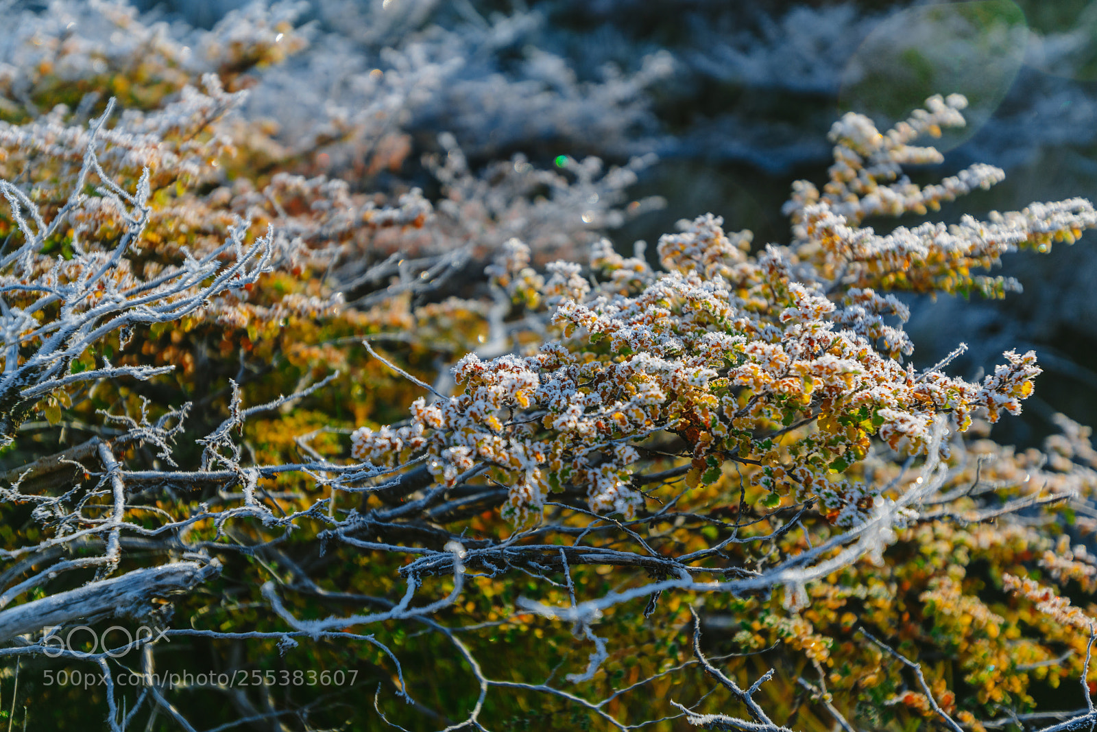 Sony a7R II sample photo. Autumn patagonia and the photography