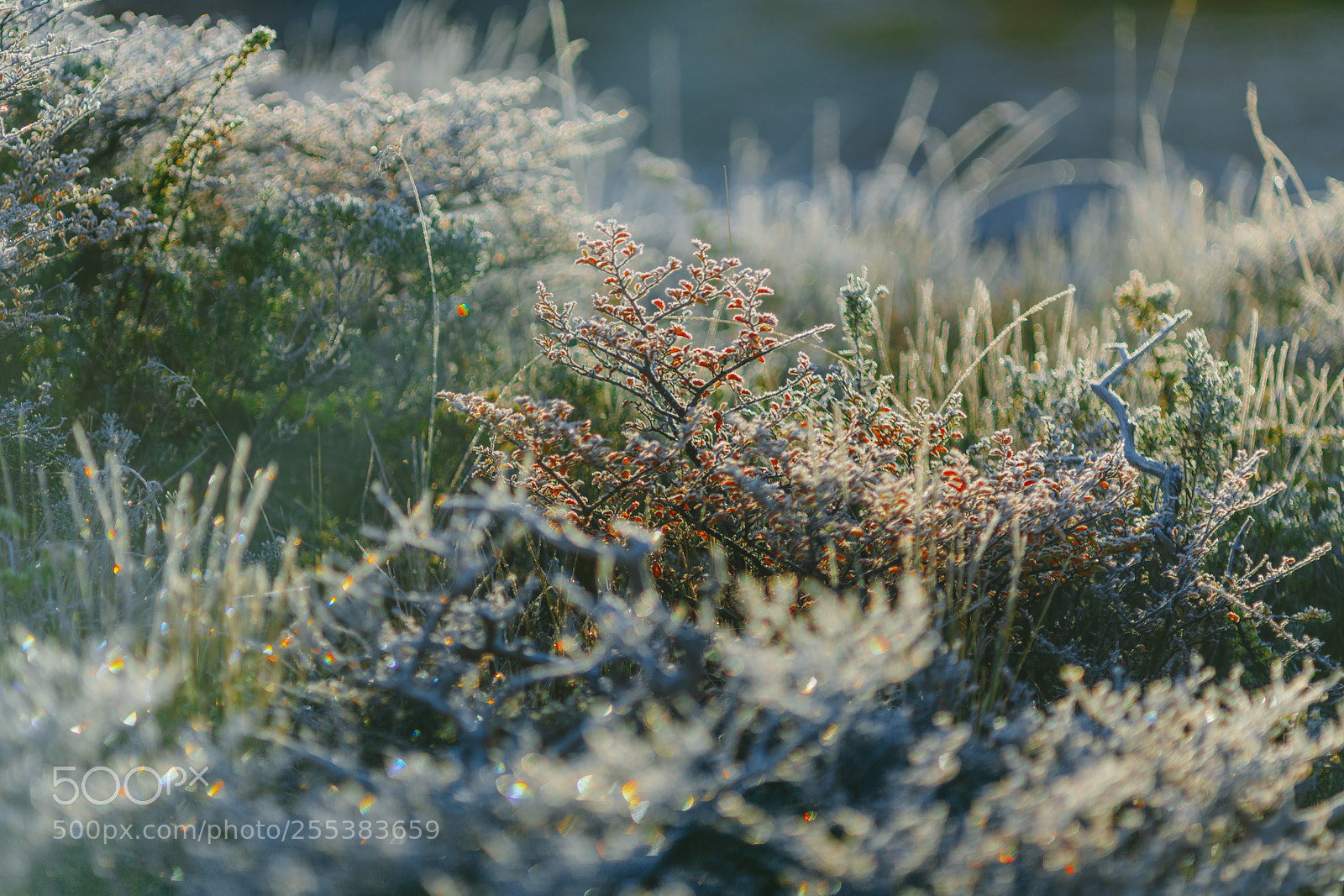 Sony a7R II sample photo. Autumn patagonia and the photography