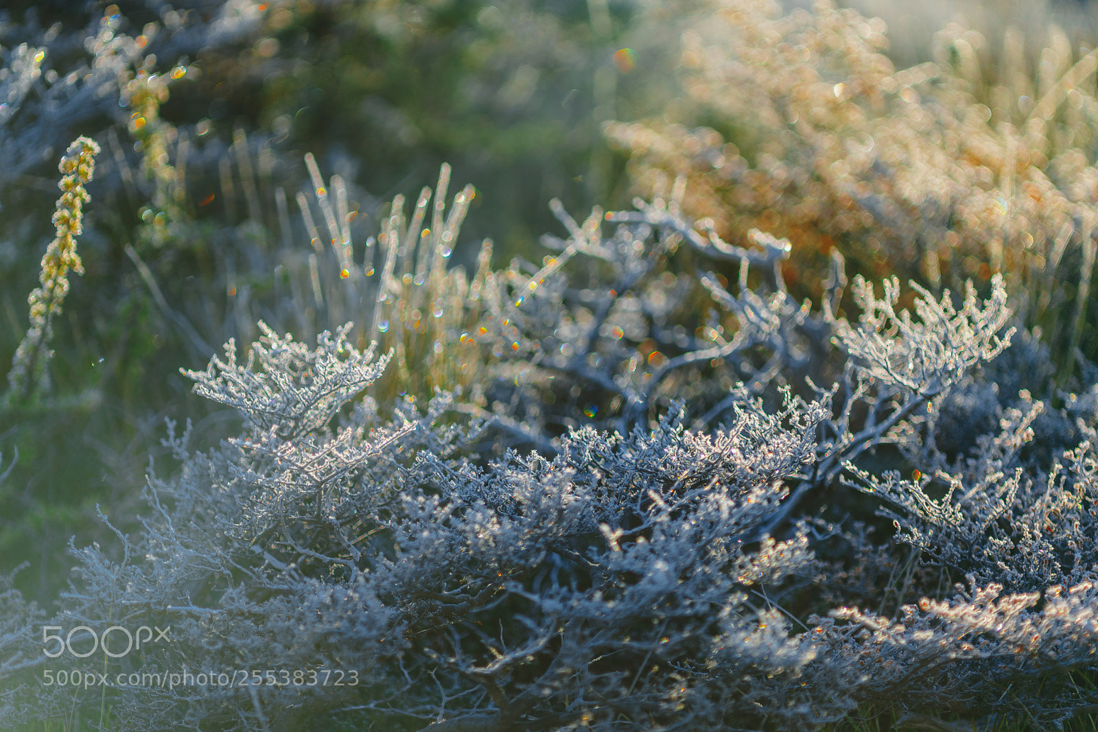Sony a7R II sample photo. Autumn patagonia and the photography