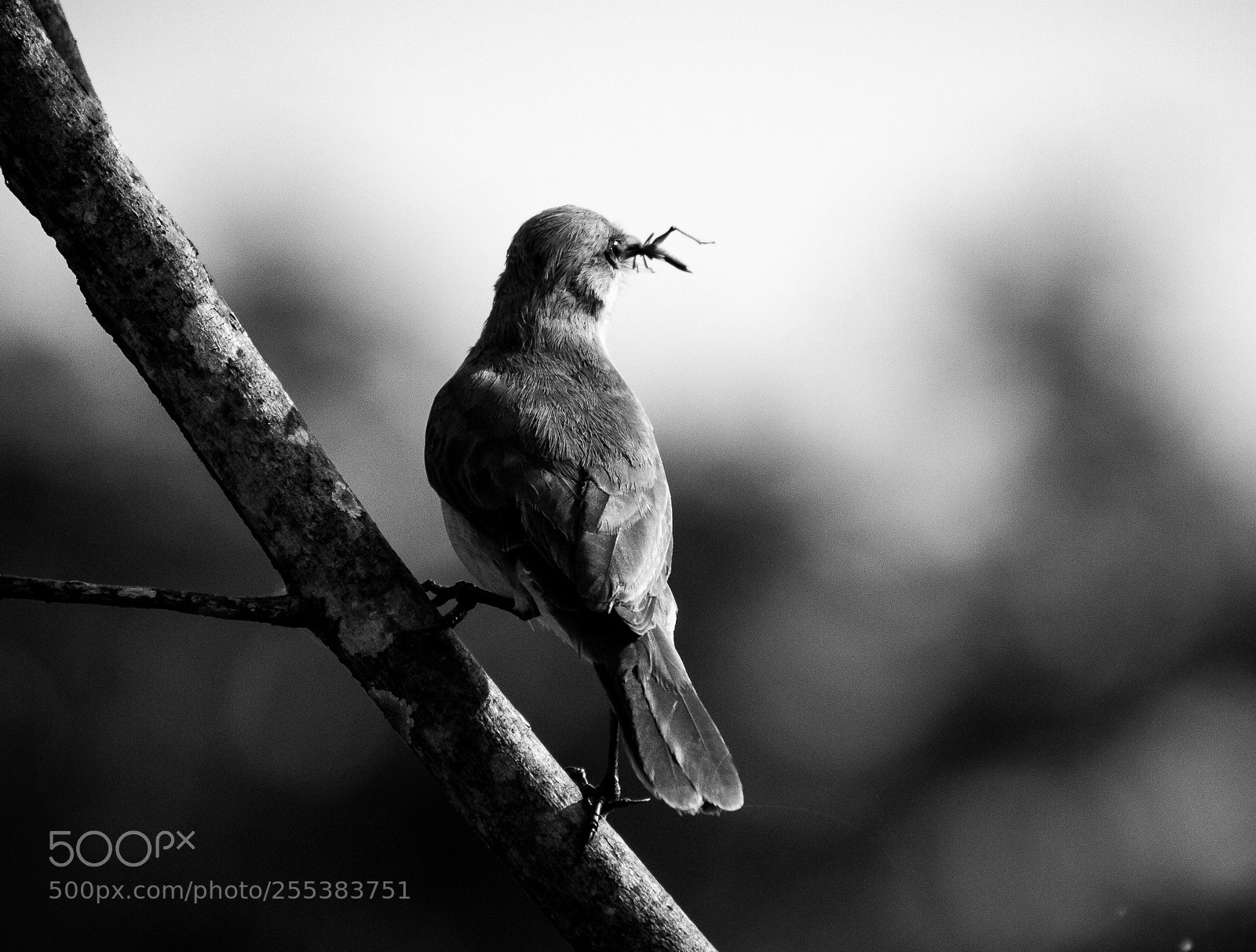 Canon EOS 7D sample photo. Nature vibes | birds photography