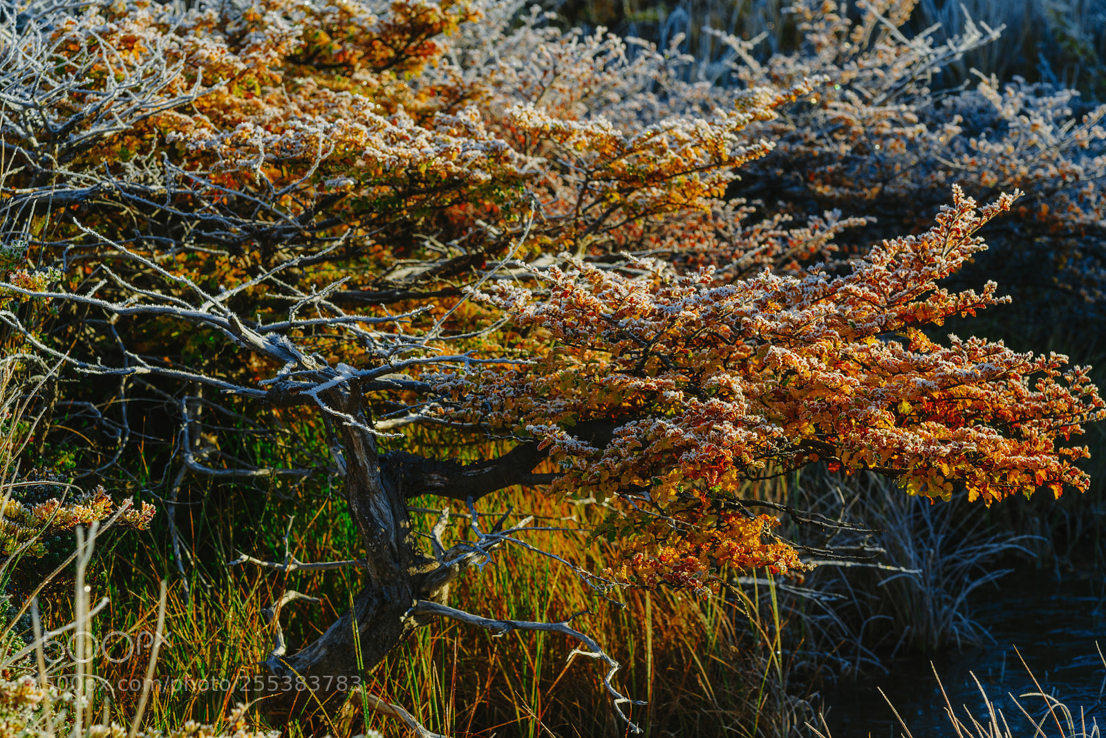 Sony a7R II sample photo. Autumn patagonia and the photography