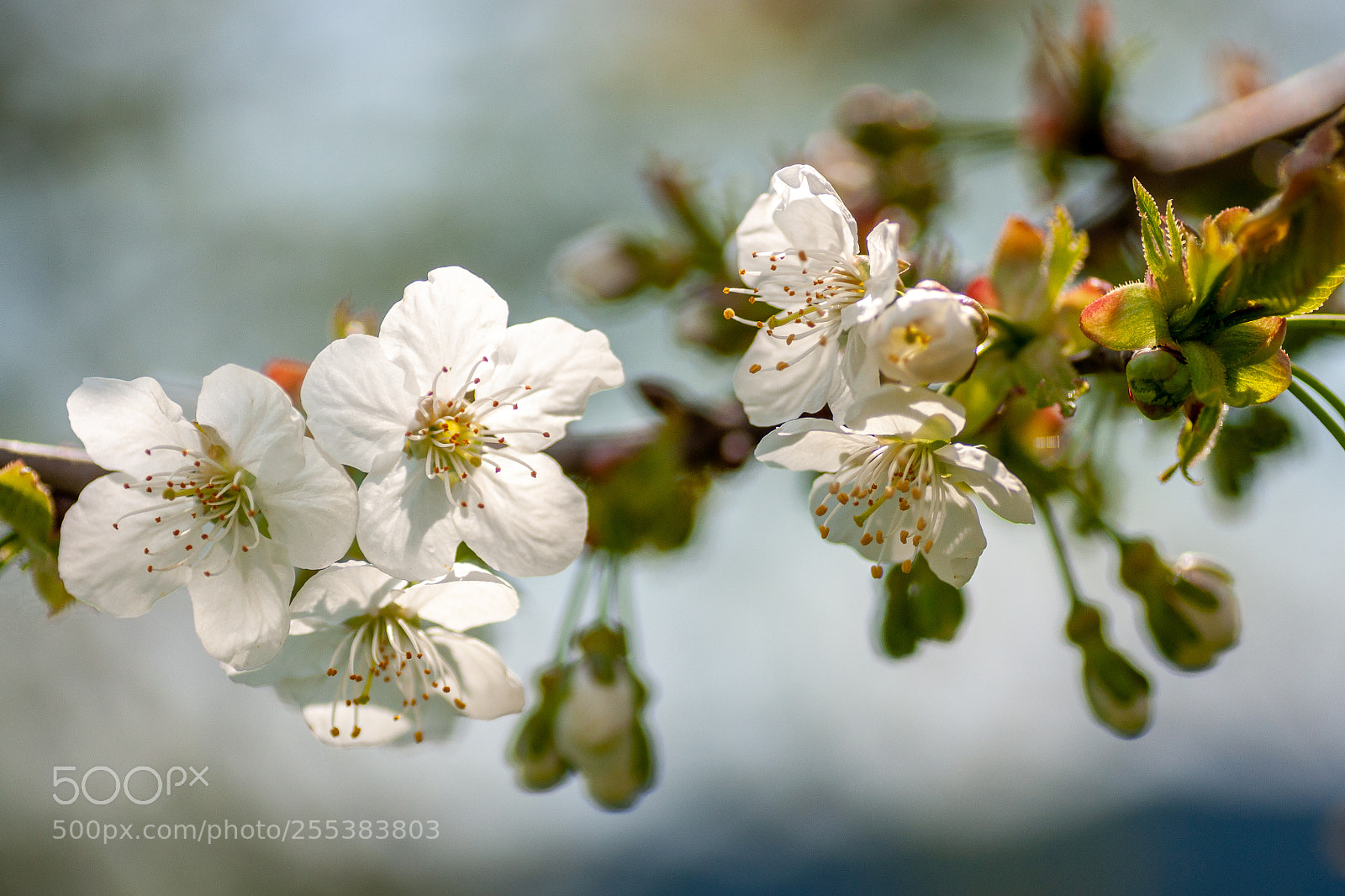 Sony Alpha DSLR-A700 sample photo. Kirschblüten photography