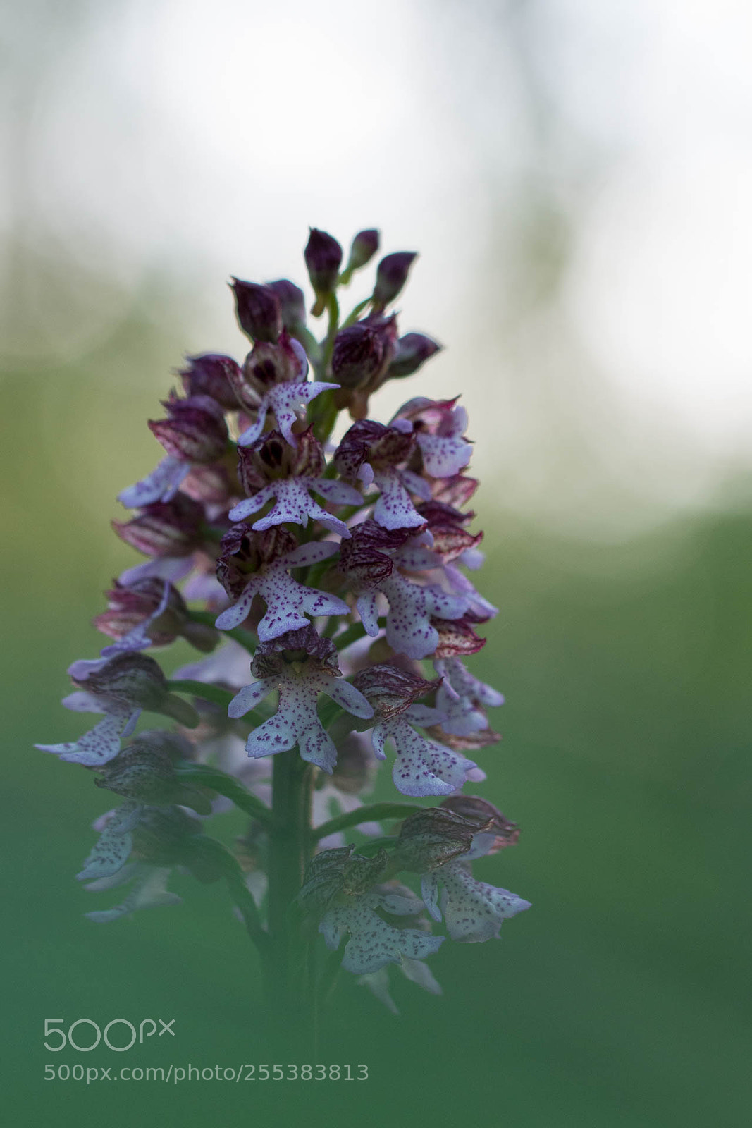 Nikon D7200 sample photo. Orchis pourpre 2 photography