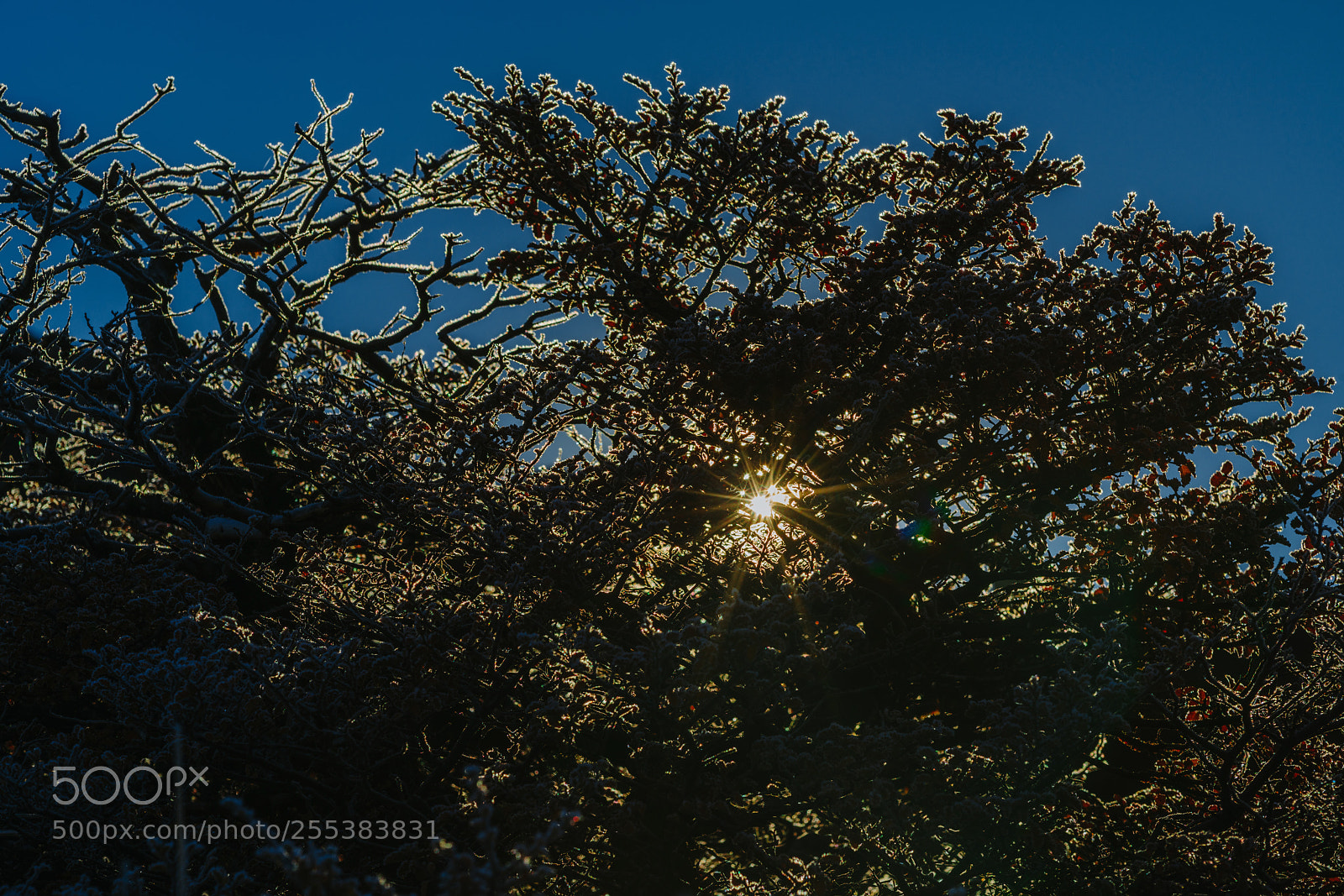 Sony a7R II sample photo. Autumn patagonia and the photography