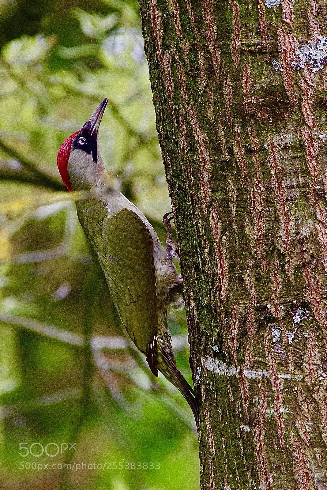 Pentax K-1 sample photo. Knock the log photography