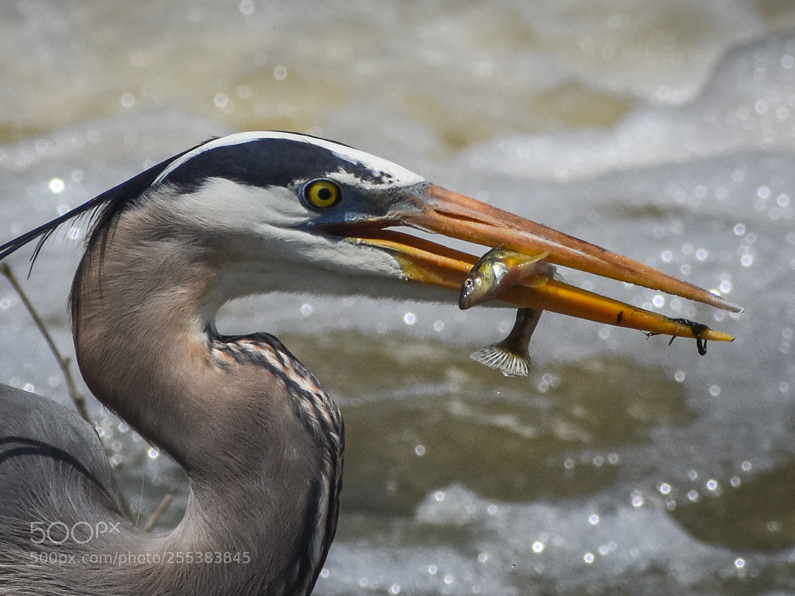 Nikon D7200 sample photo. Predator & prey photography