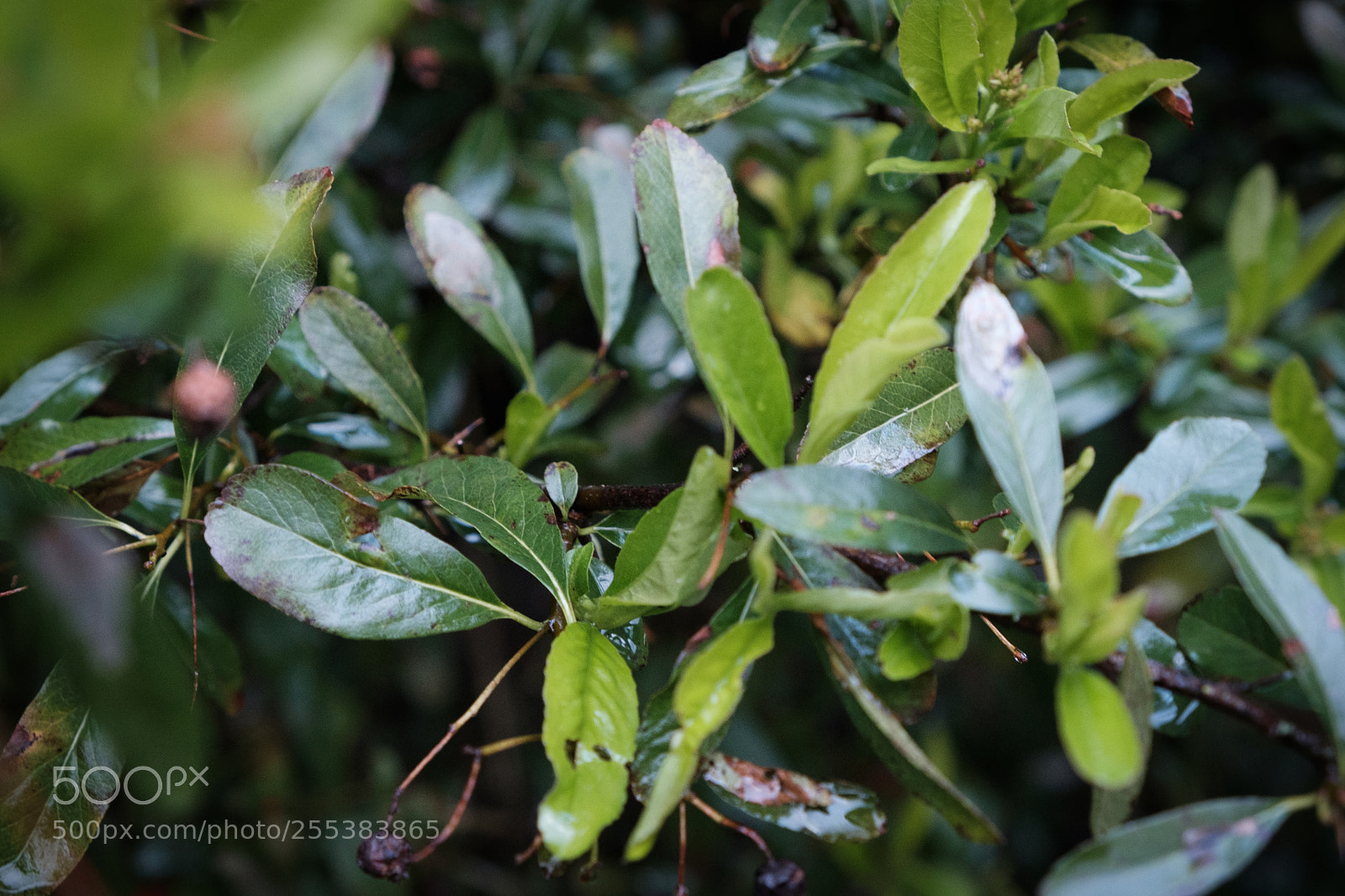Fujifilm X-E3 sample photo. Wet leaves photography