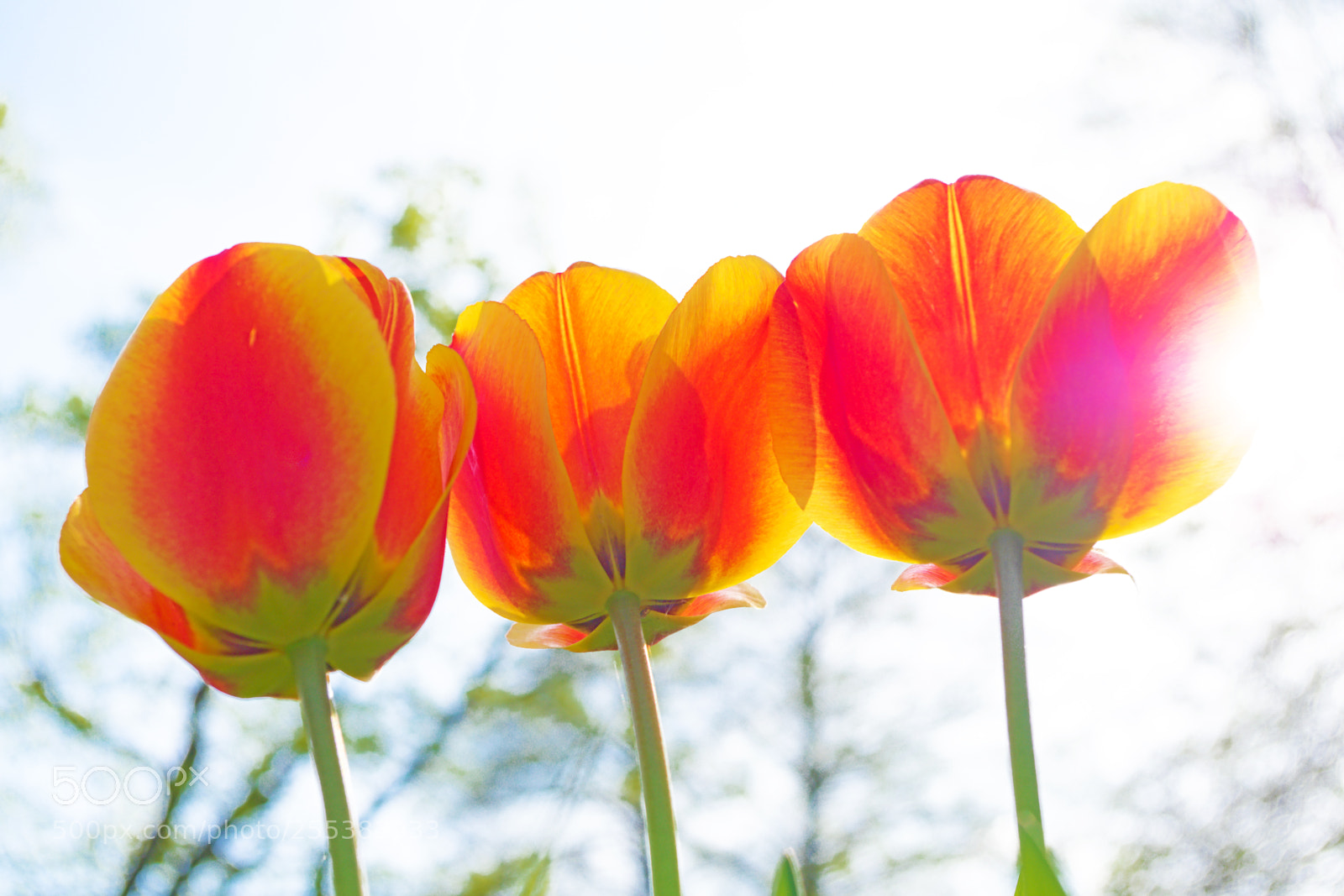 Pentax K-S2 sample photo. Tulips in the sunshine photography