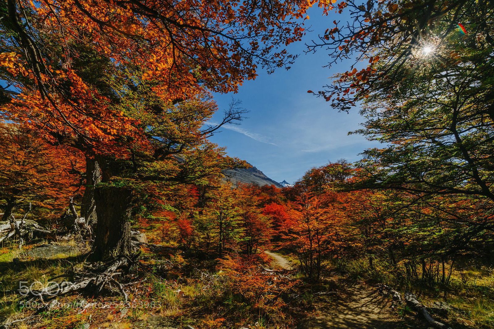 Sony a7R II sample photo. Bright colors of autumn photography
