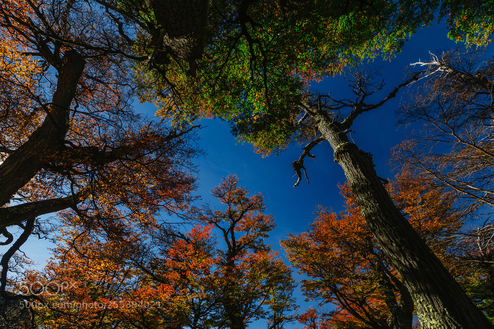 Sony a7R II sample photo. Bright colors of autumn photography