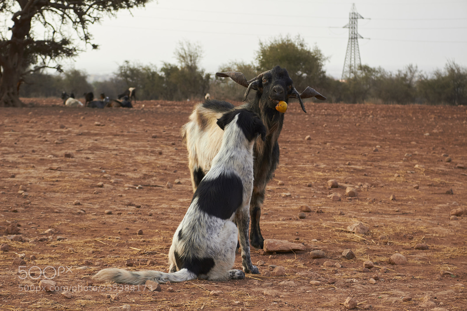 Canon EOS 100D (EOS Rebel SL1 / EOS Kiss X7) sample photo. Goat eating orange / morocco photography