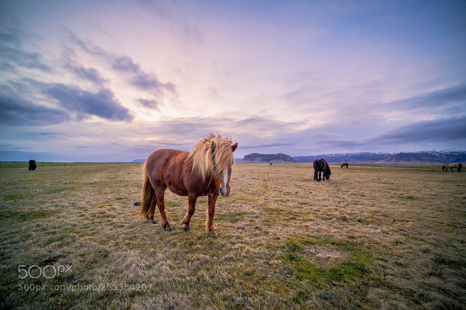 Canon EOS 6D sample photo. Blonde horse photography