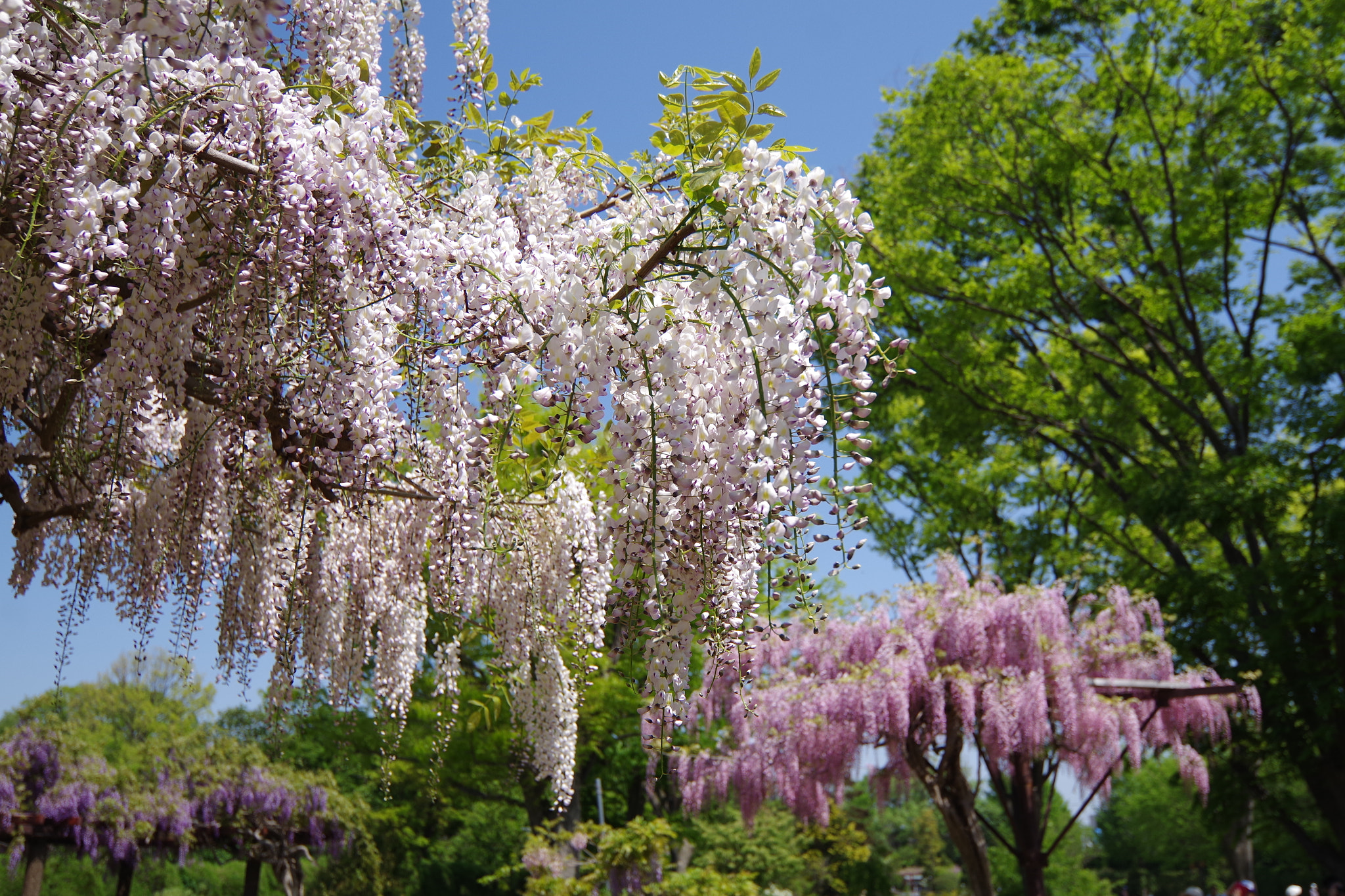 Pentax K-S2 sample photo. Japanese wisteria 2018 #3 photography