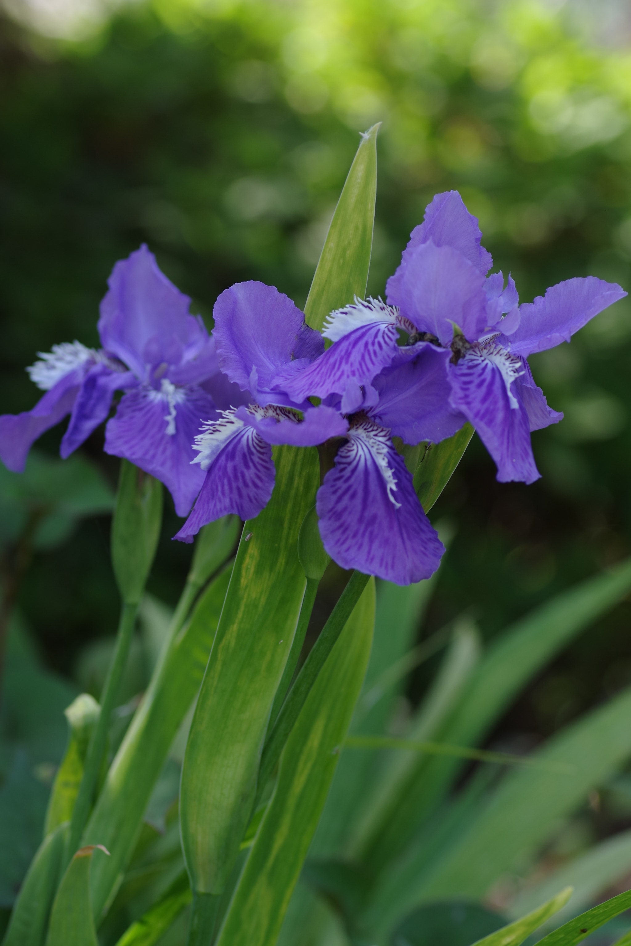 Pentax smc D-FA 100mm F2.8 Macro WR sample photo. Iris 2018 #2 photography