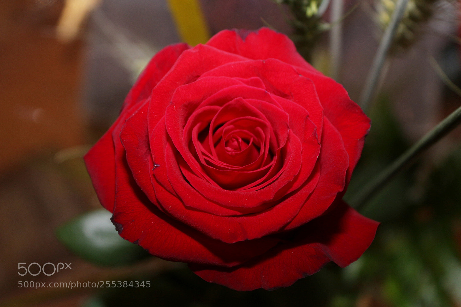 Canon EOS 700D (EOS Rebel T5i / EOS Kiss X7i) sample photo. Rose photography