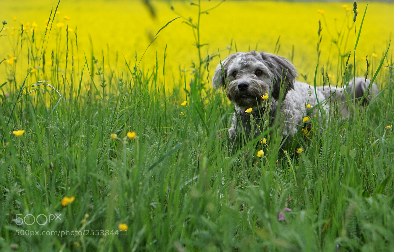 Sony a6000 sample photo. Dog in spring photography