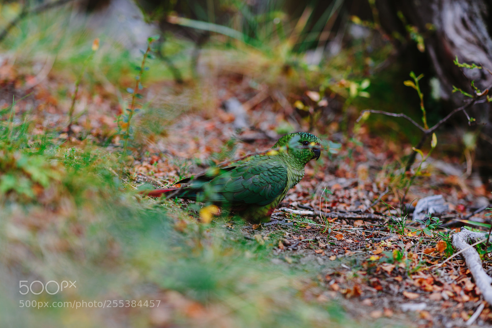 Sony a7R II sample photo. Parrot in the forests photography