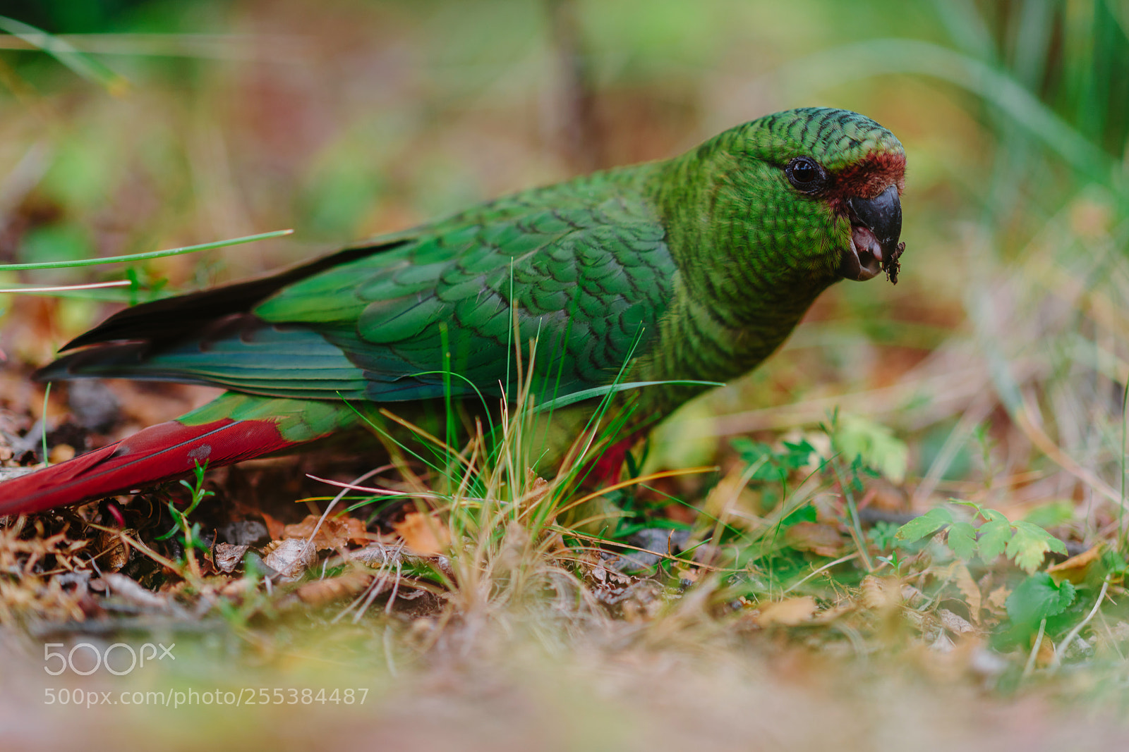 Sony a7R II sample photo. Parrot in the forests photography