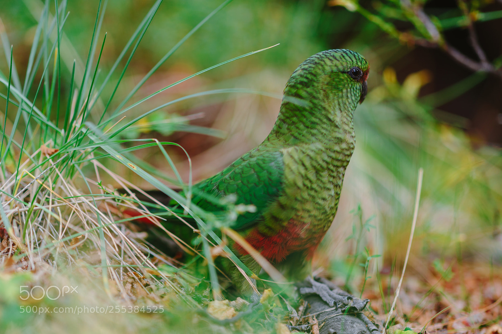 Sony a7R II sample photo. Parrot in the forests photography