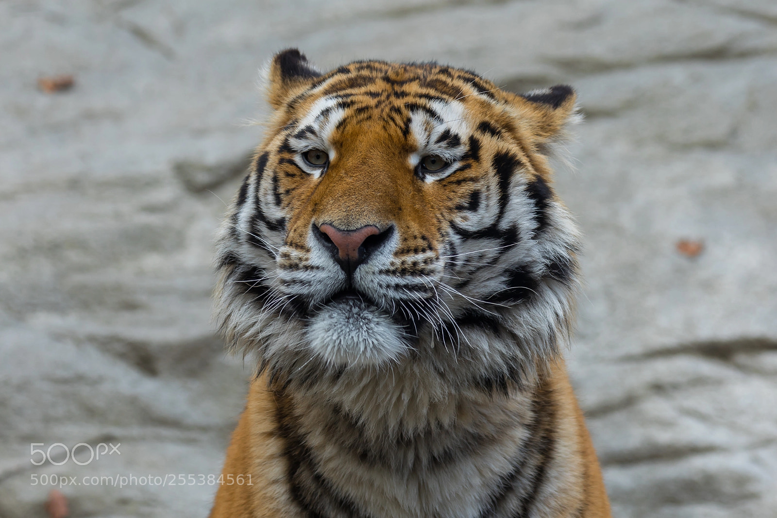 Canon EOS 5D Mark IV sample photo. Bewildered tiger photography